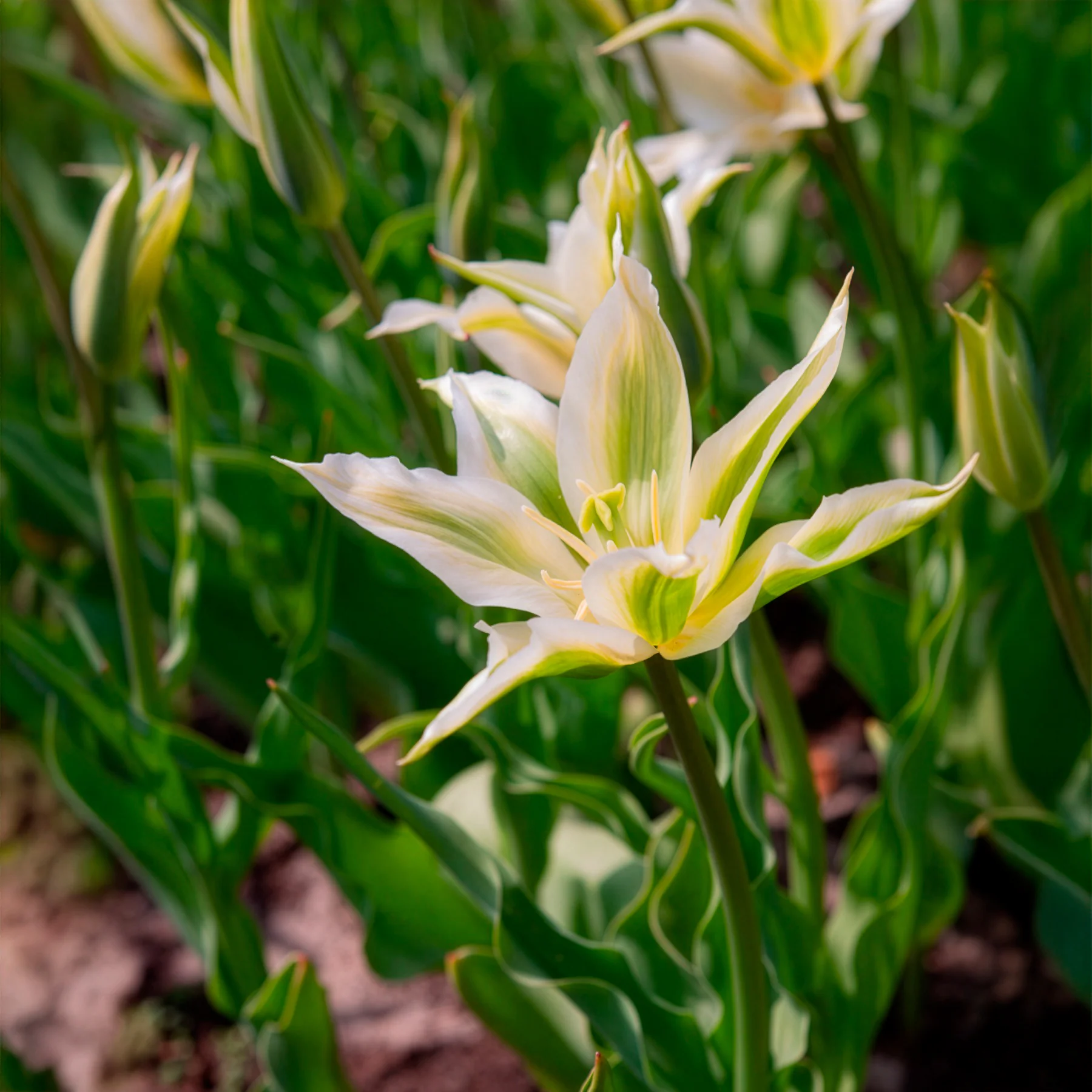 10 Tulipes à fleurs de lis Greenstar - Image 7