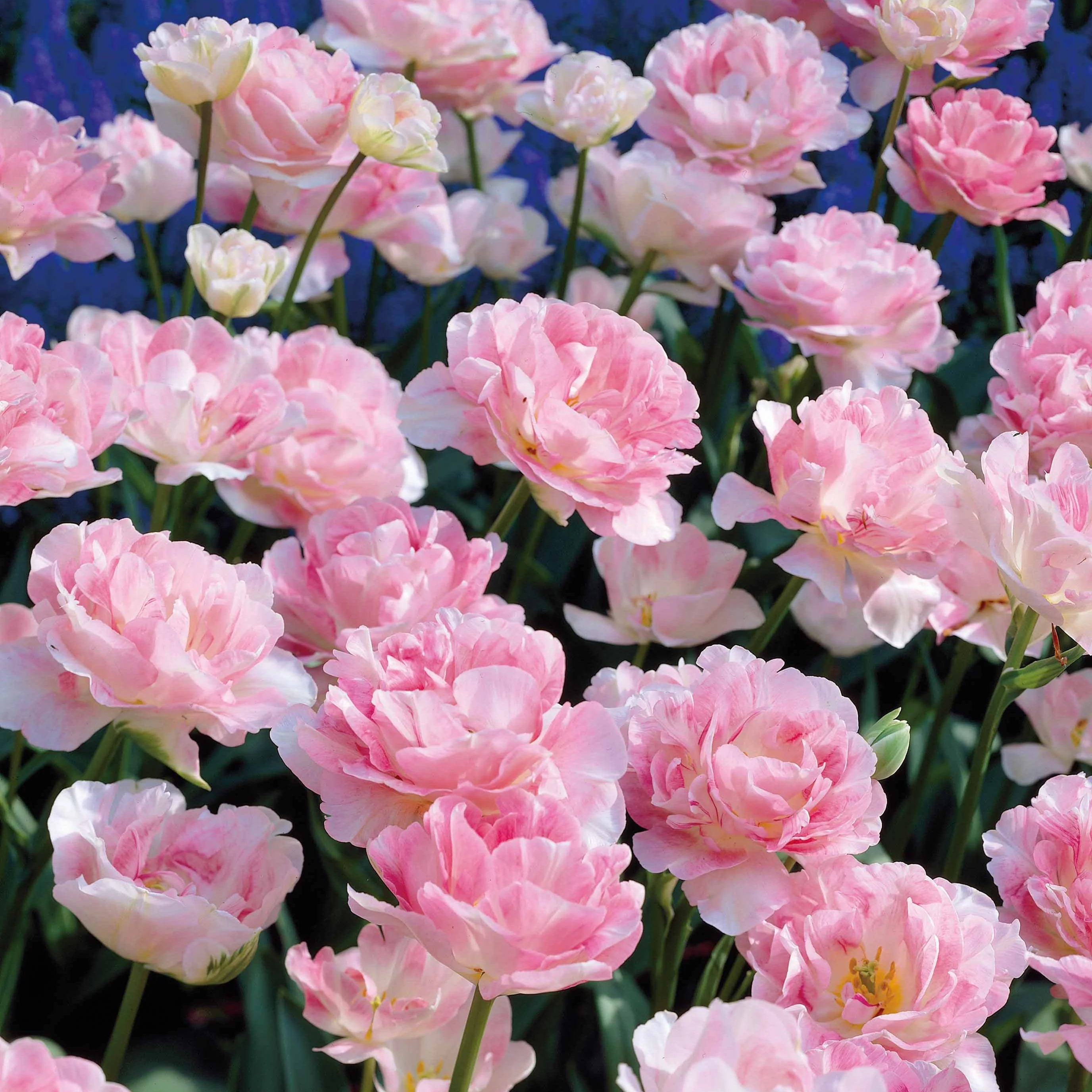 10 Tulipes à fleur de pivoine Angélique - Image 3