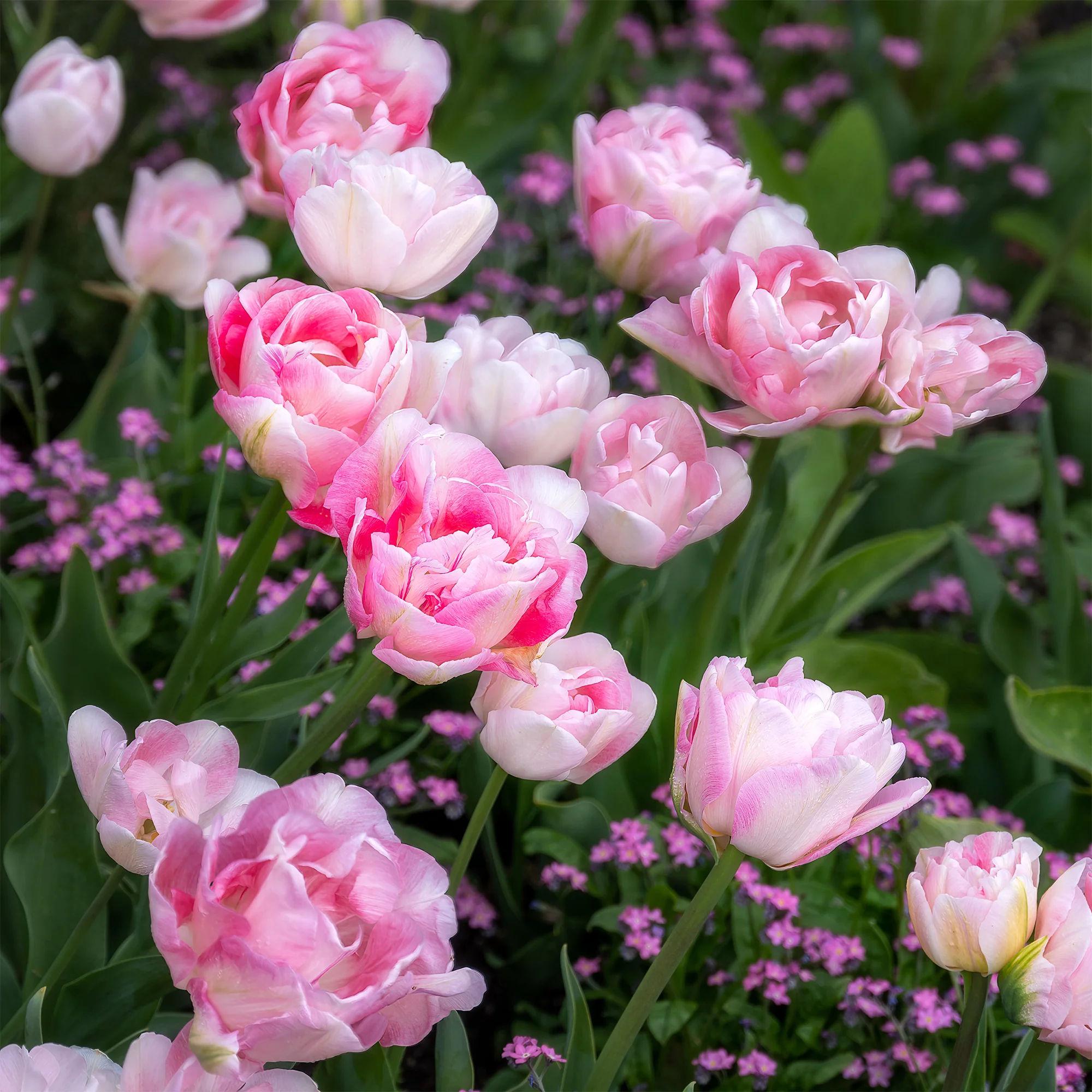 10 Tulipes à fleur de pivoine Angélique - Image 5