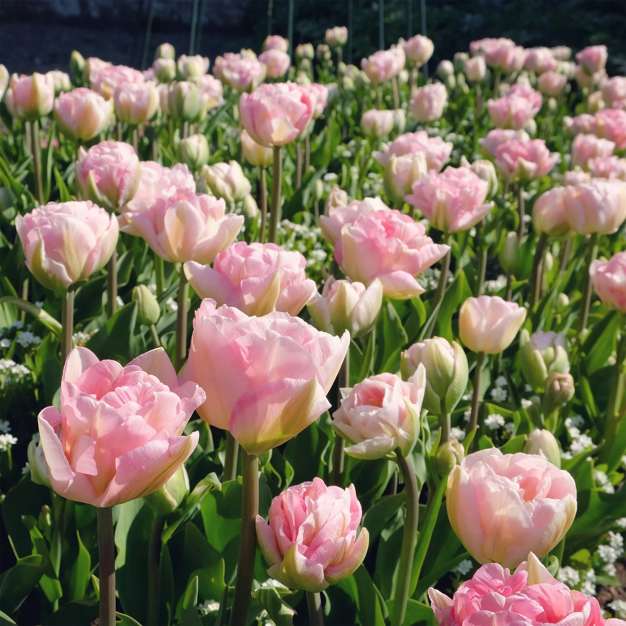 10 Tulipes à fleur de pivoine Angélique - Image 6