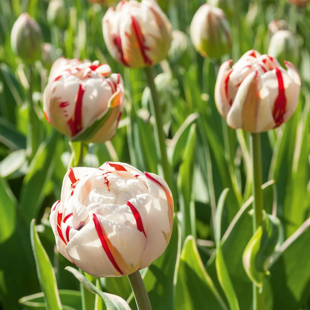 10 Tulipes à fleurs de pivoine Carnaval de Nice