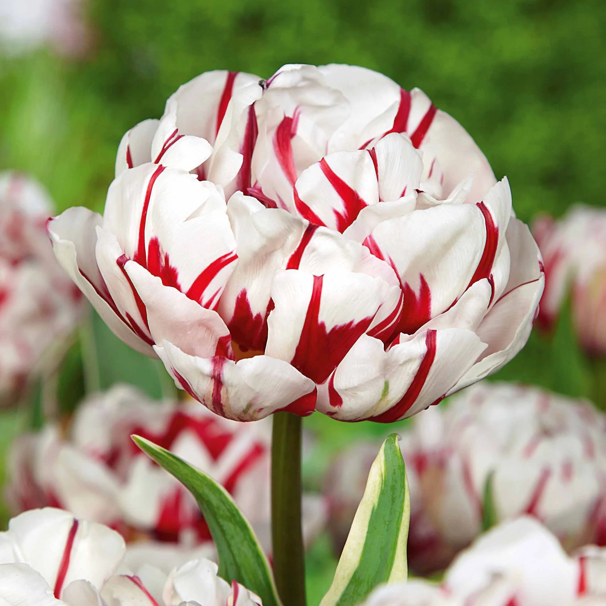 10 Tulipes à fleurs de pivoine Carnaval de Nice - Image 2