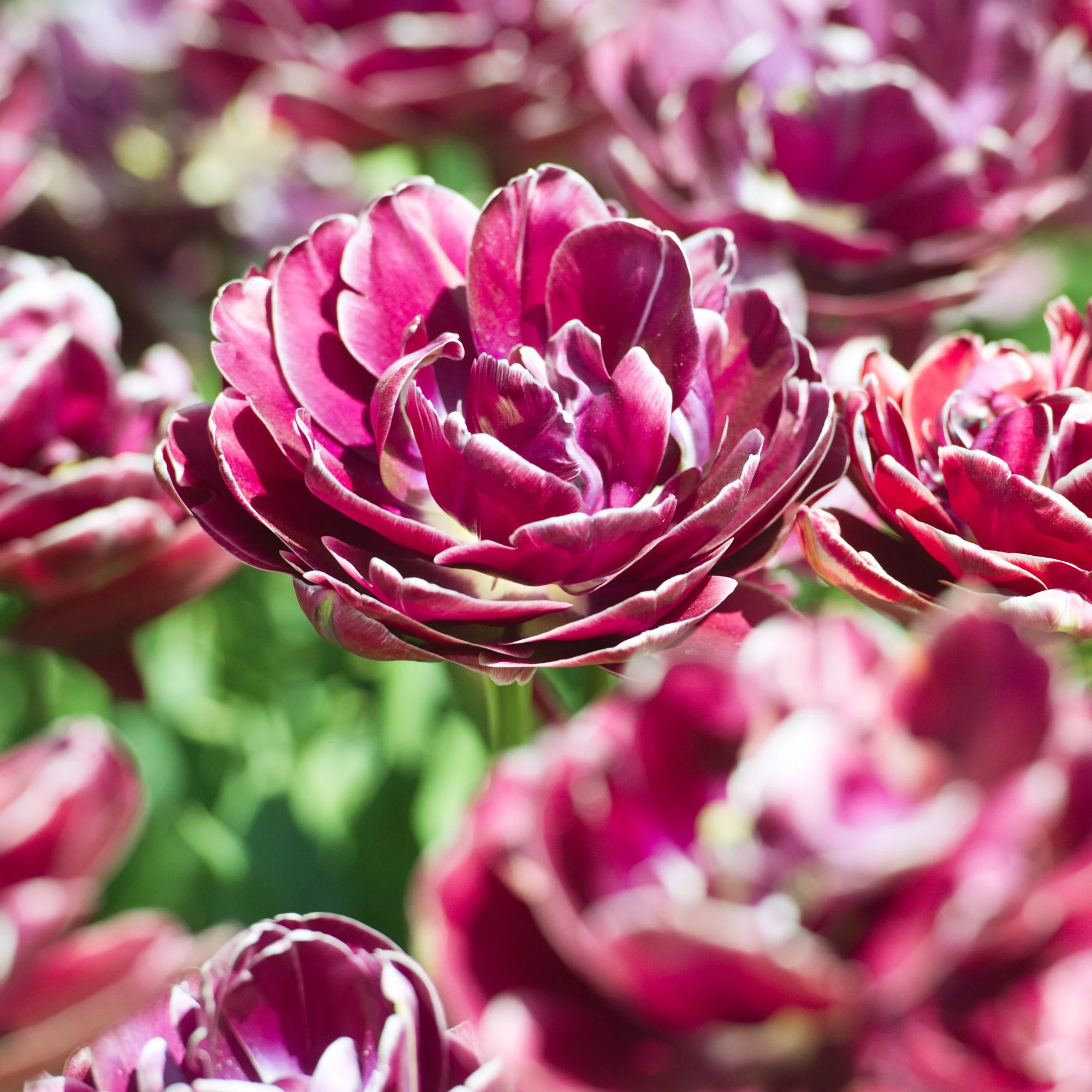 7 Tulipes à fleurs de pivoine Dream Touch - Image 2