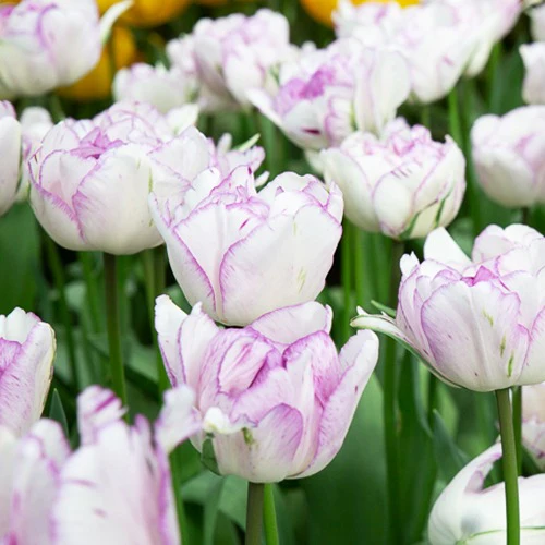 5 Tulipes à fleurs de pivoine Shirleydouble - Image 2