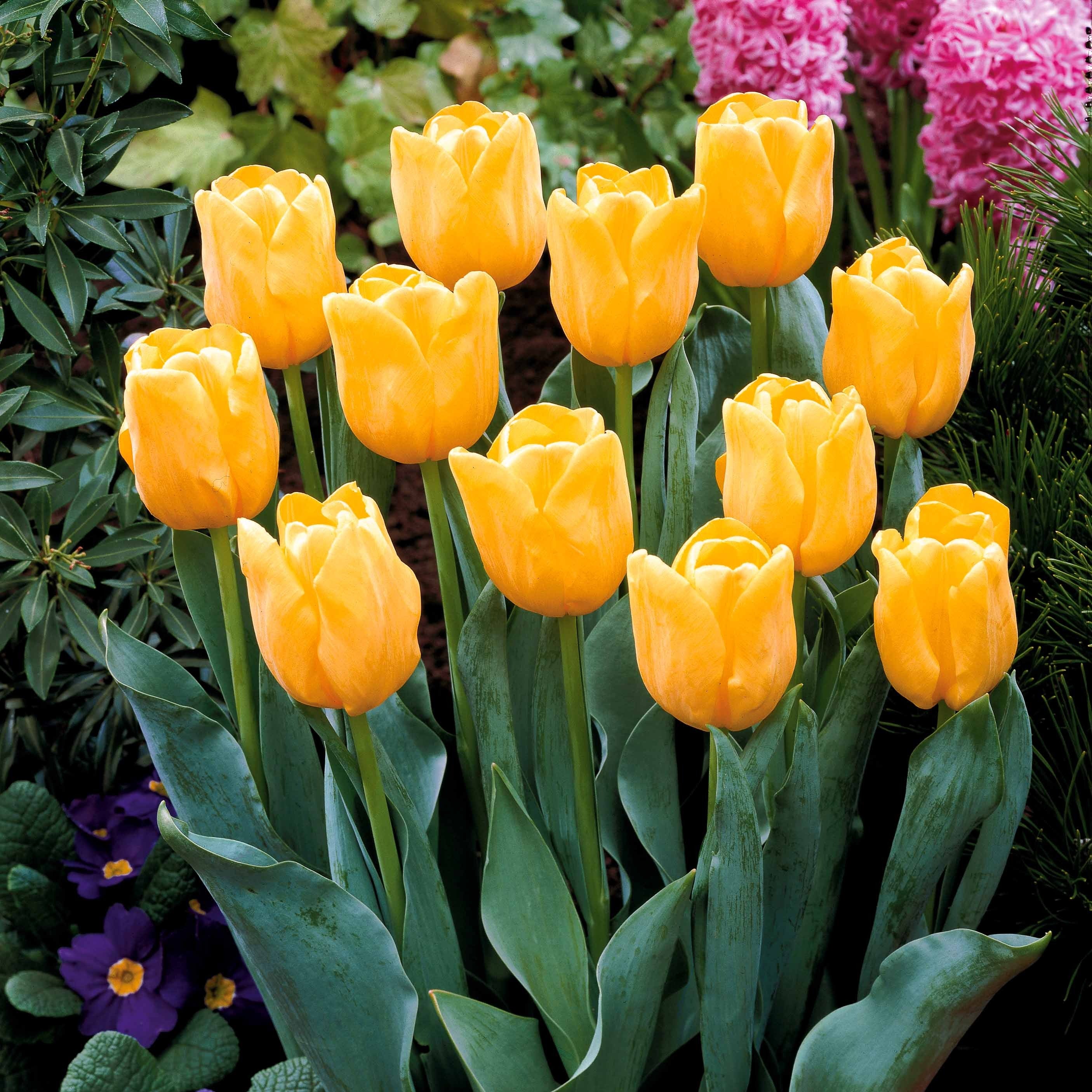5 Tulipes longues tiges jaunes - Image 2