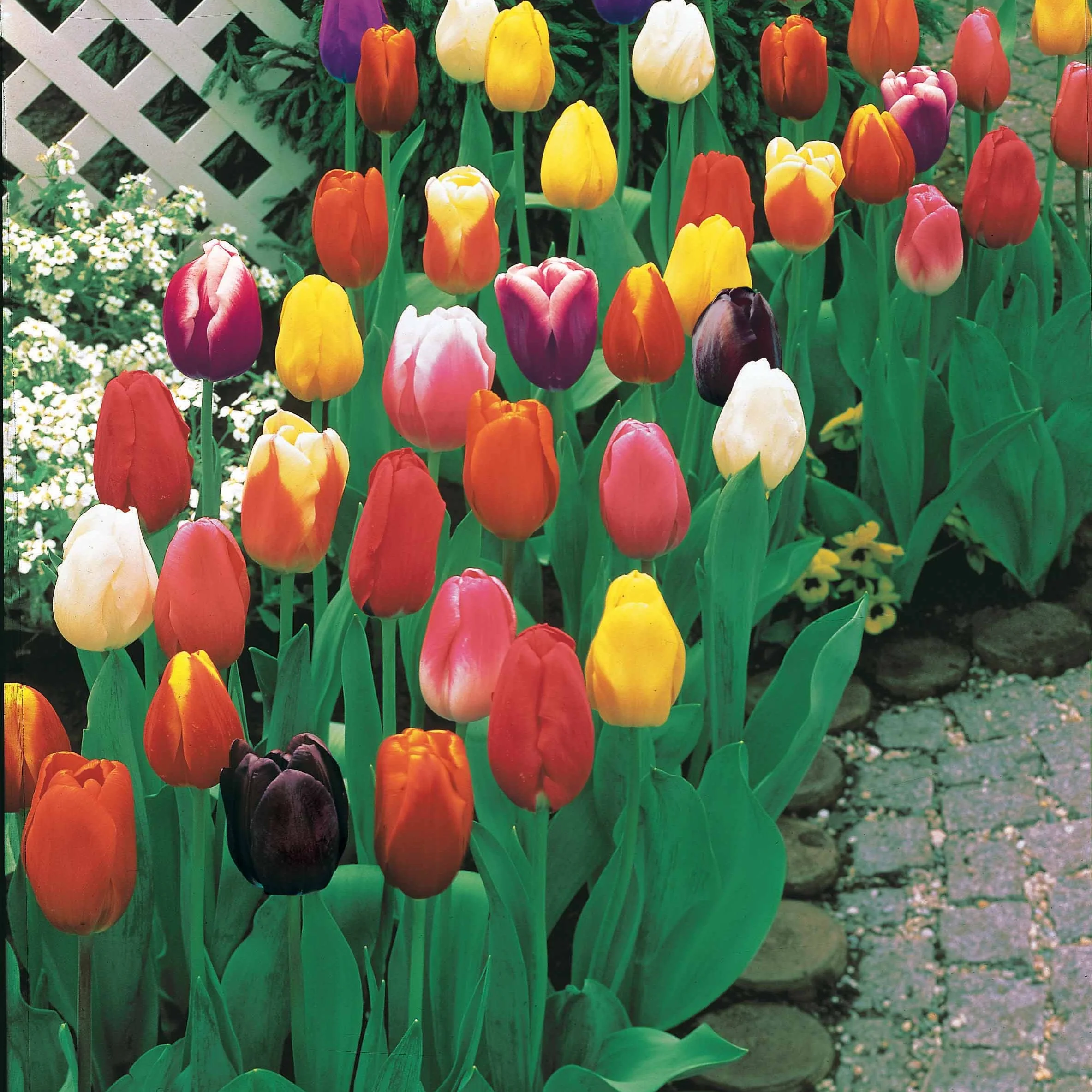 Tulipes à longues tiges en mélange - Image 3