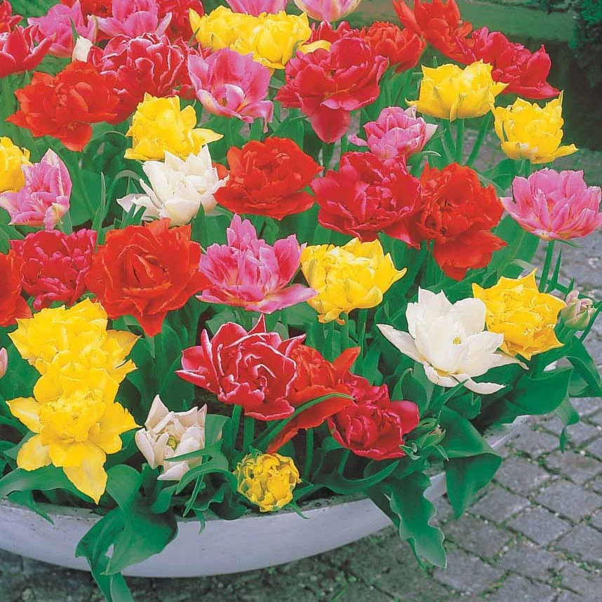 60 Tulipes doubles Murillo en mélange - Image 2