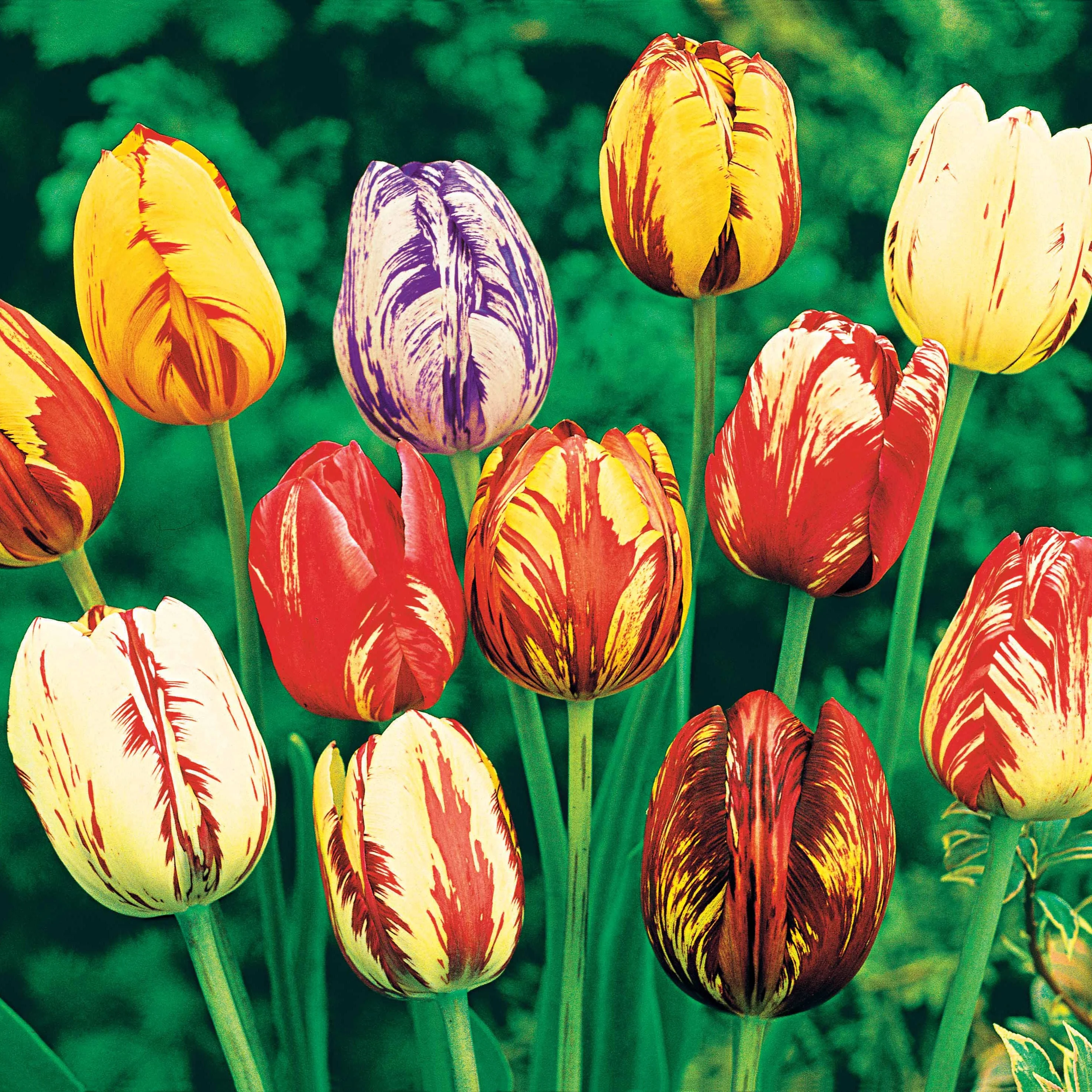 20 Tulipes flammées en mélange - Image 4