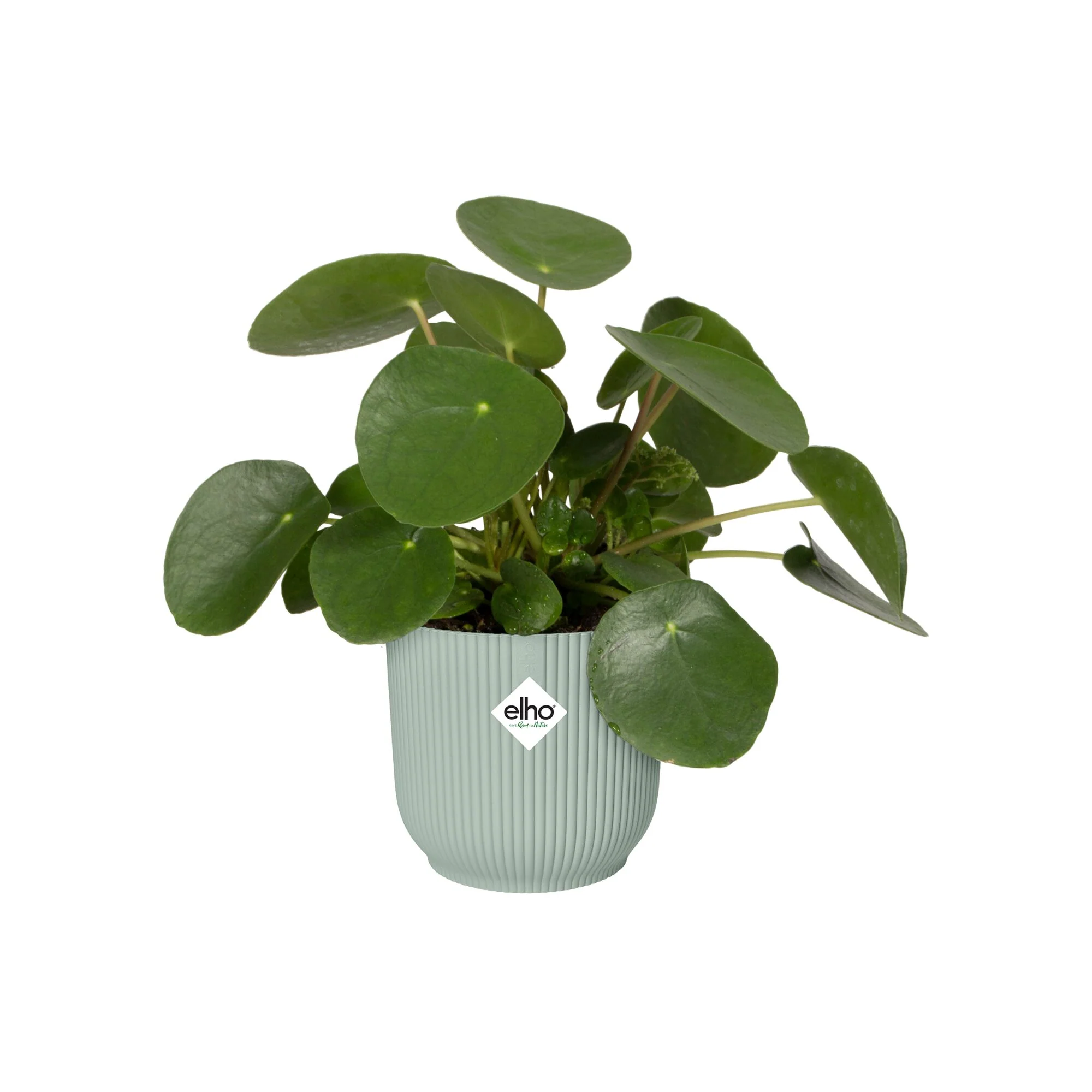 Cache-Pot Vibes fold rond Vert sorbet ELHO - Image 2
