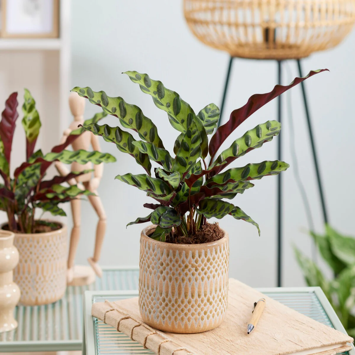 Calathea Insignis - Image 2