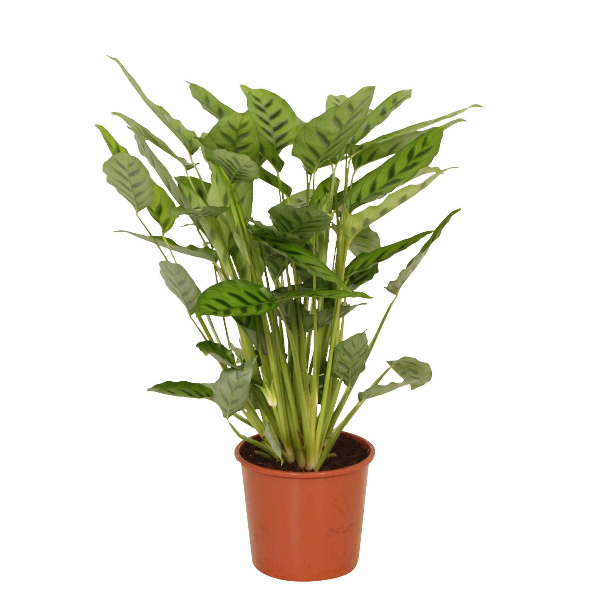 Calathéa Leopardina - Image 3