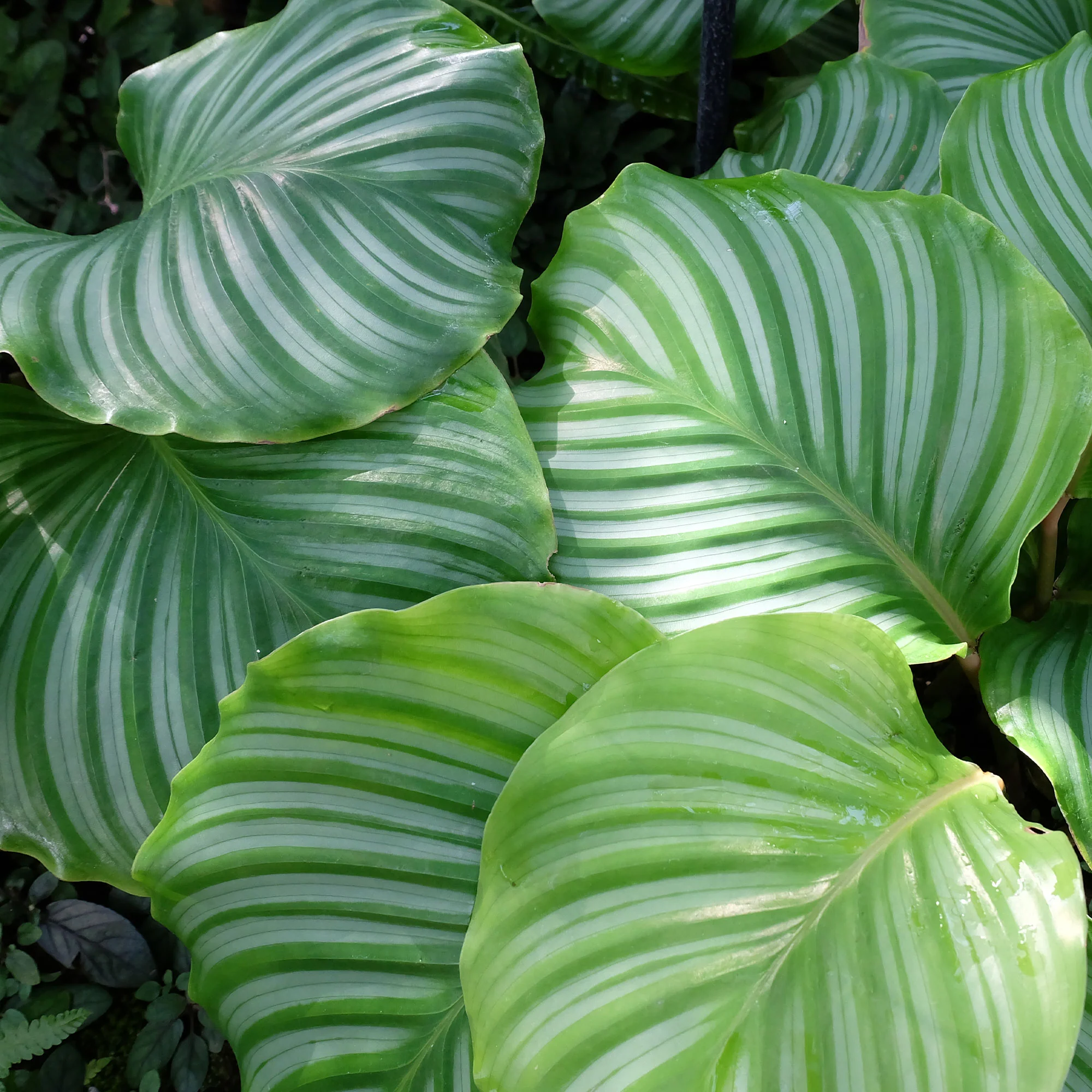 Calathea orbifolia - Image 2