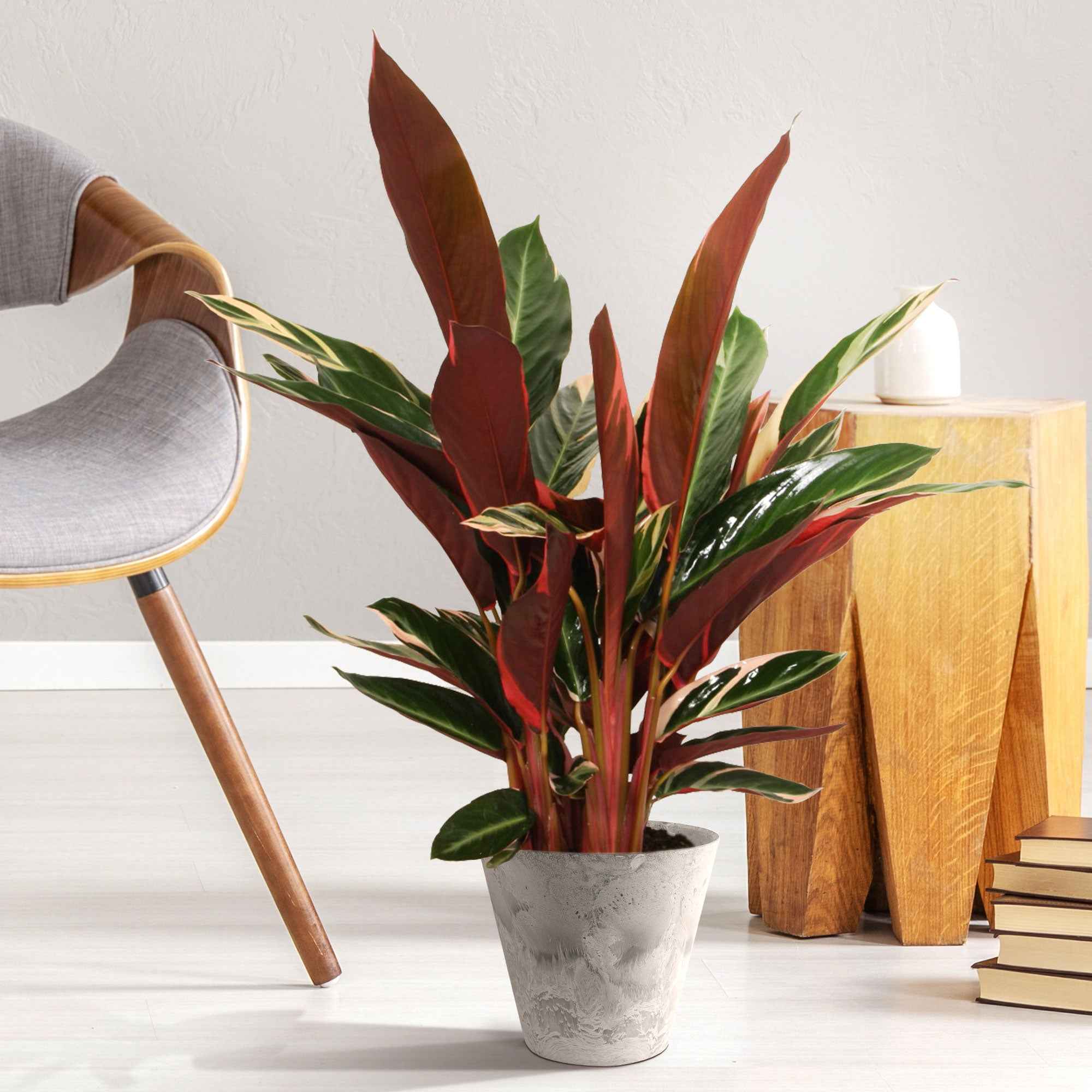 Calathea 'Triostar'