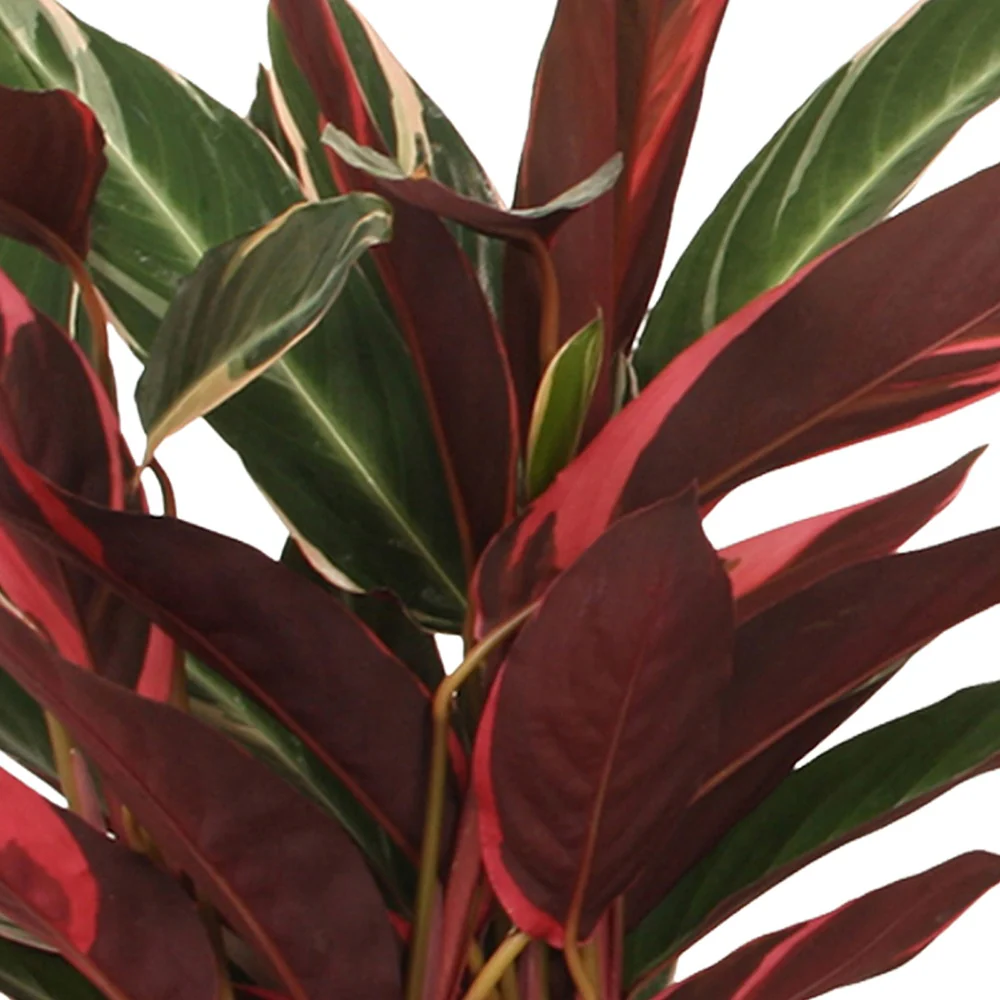 Calathea 'Triostar' - Image 2