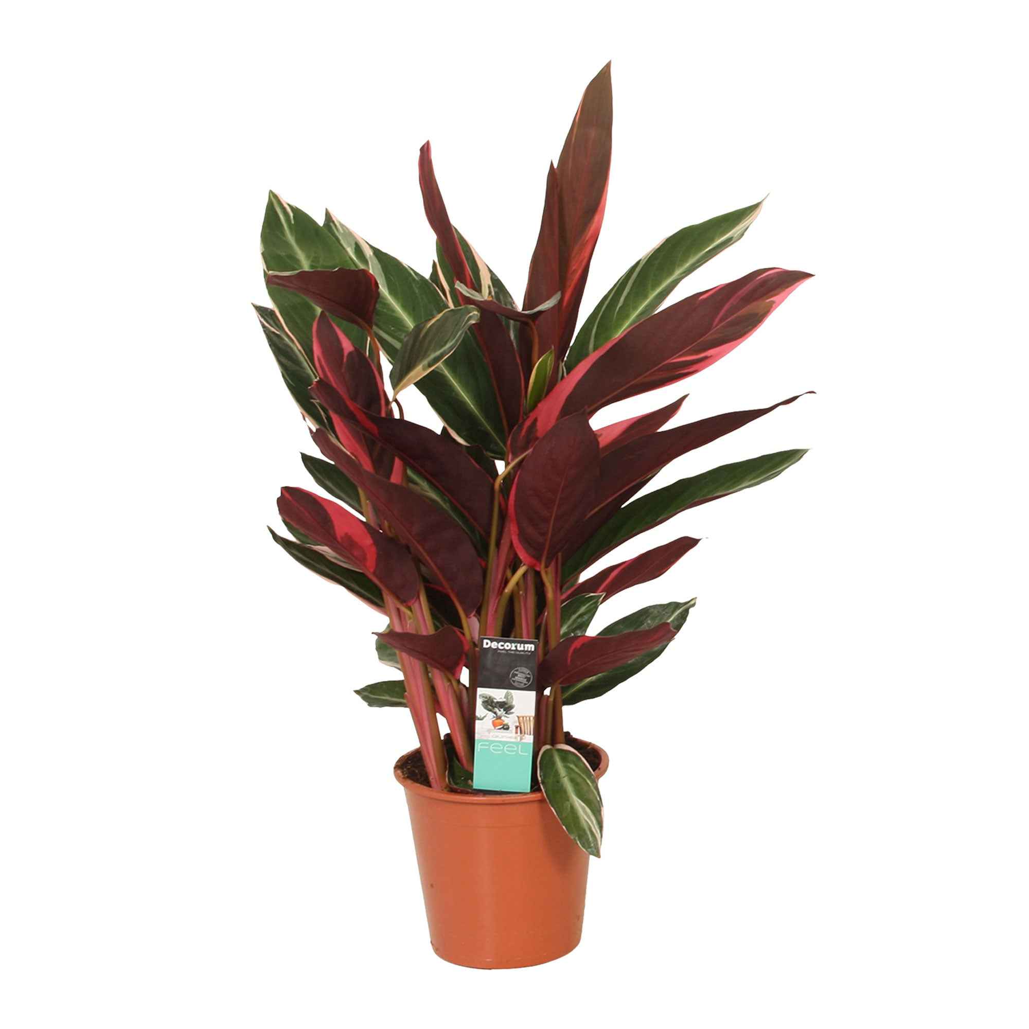 Calathea 'Triostar' - Image 3