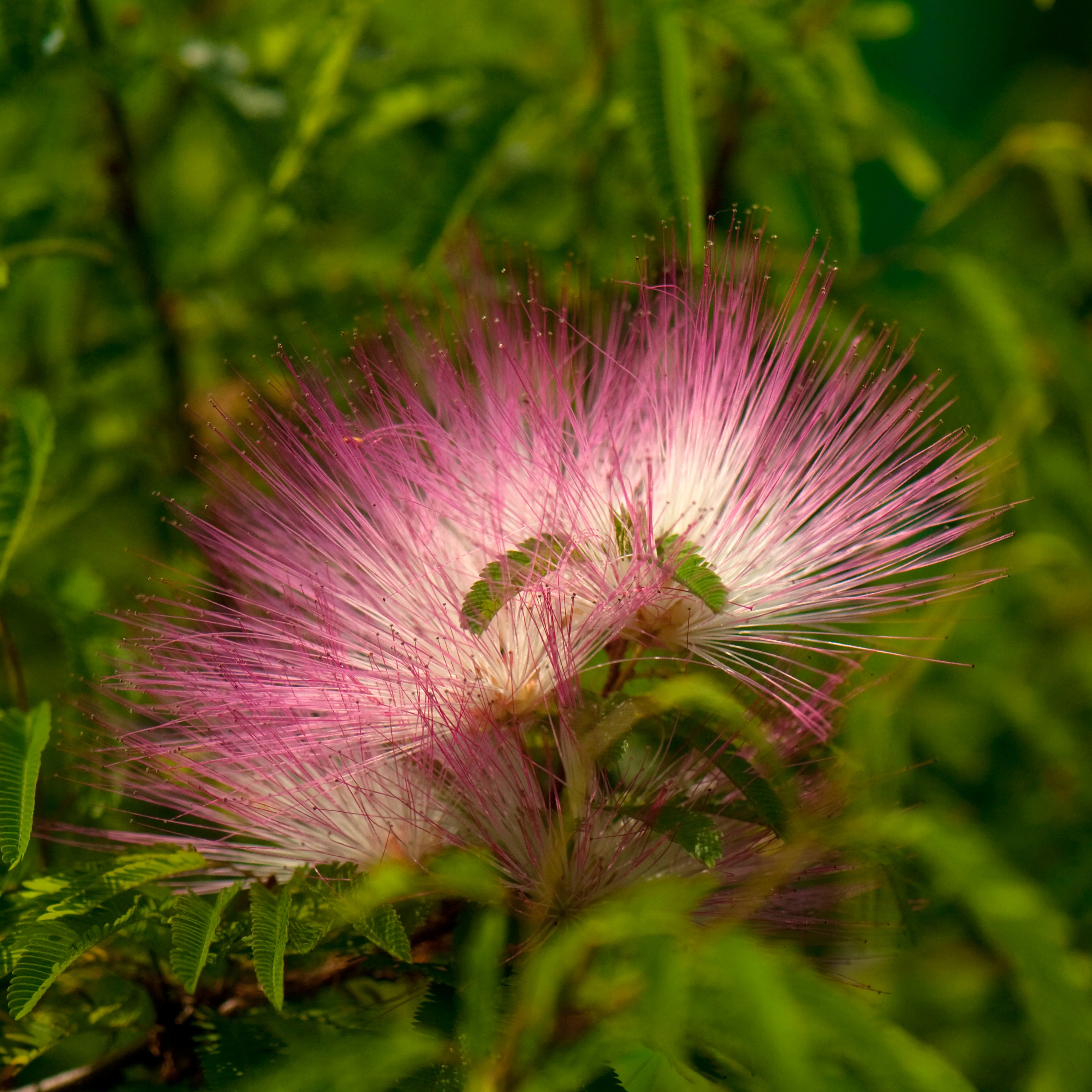 Calliandra surinamensis Pink Powder Puff sur tige - Image 3