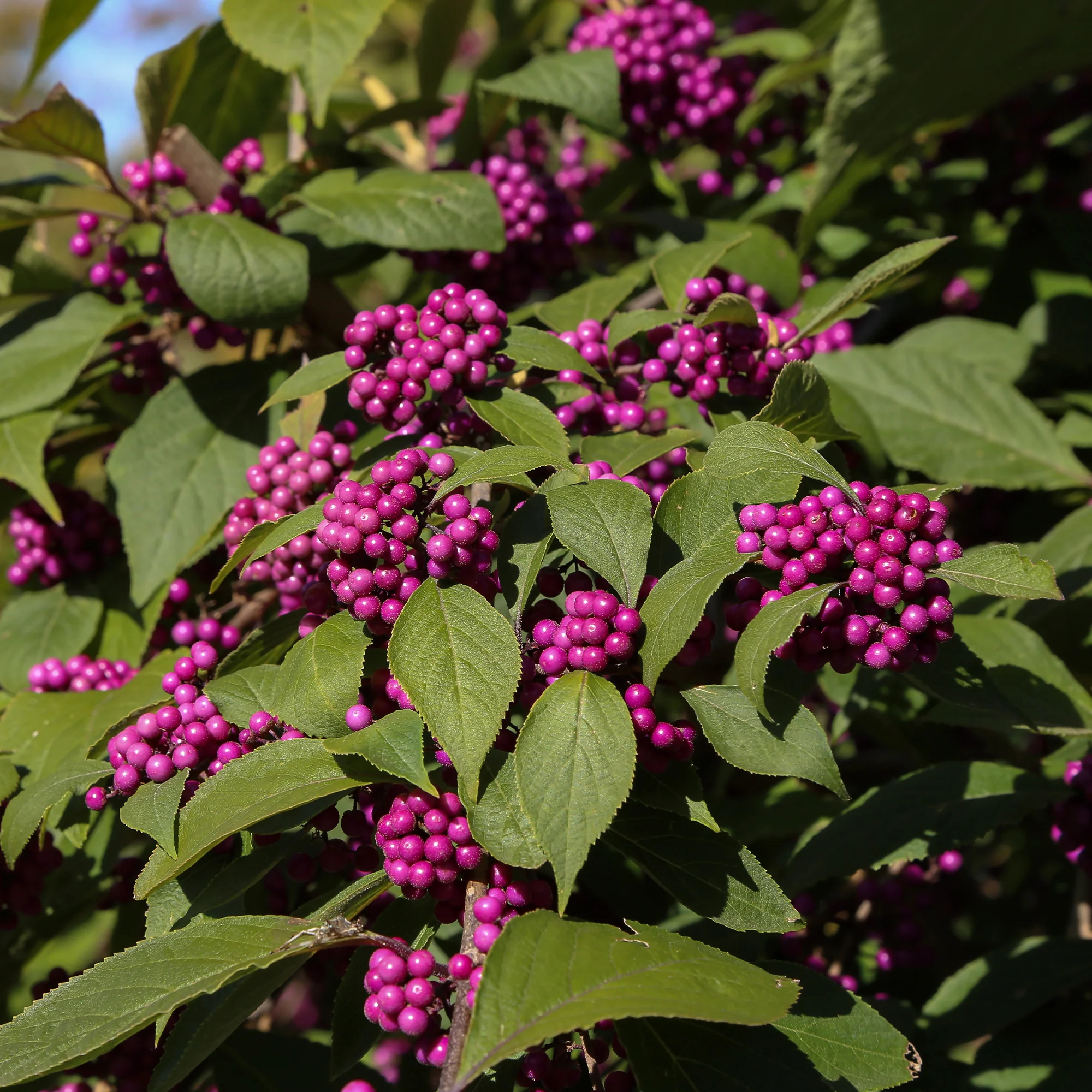 Callicarpa Profusion - Image 2