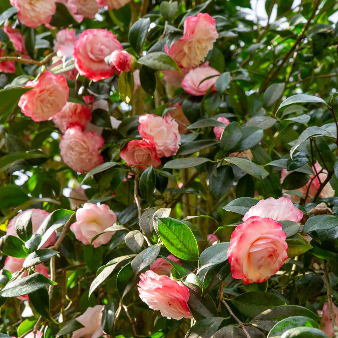 Camélia du Japon Nuccio's Pearl - Image 3