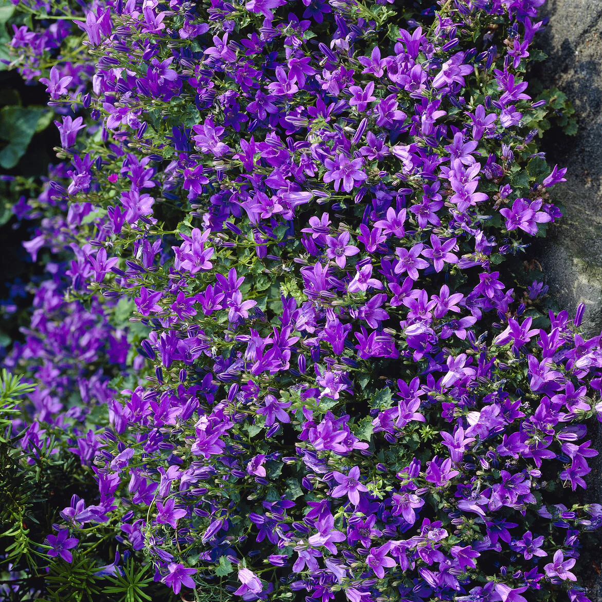 Campanule des murailles - Image 5