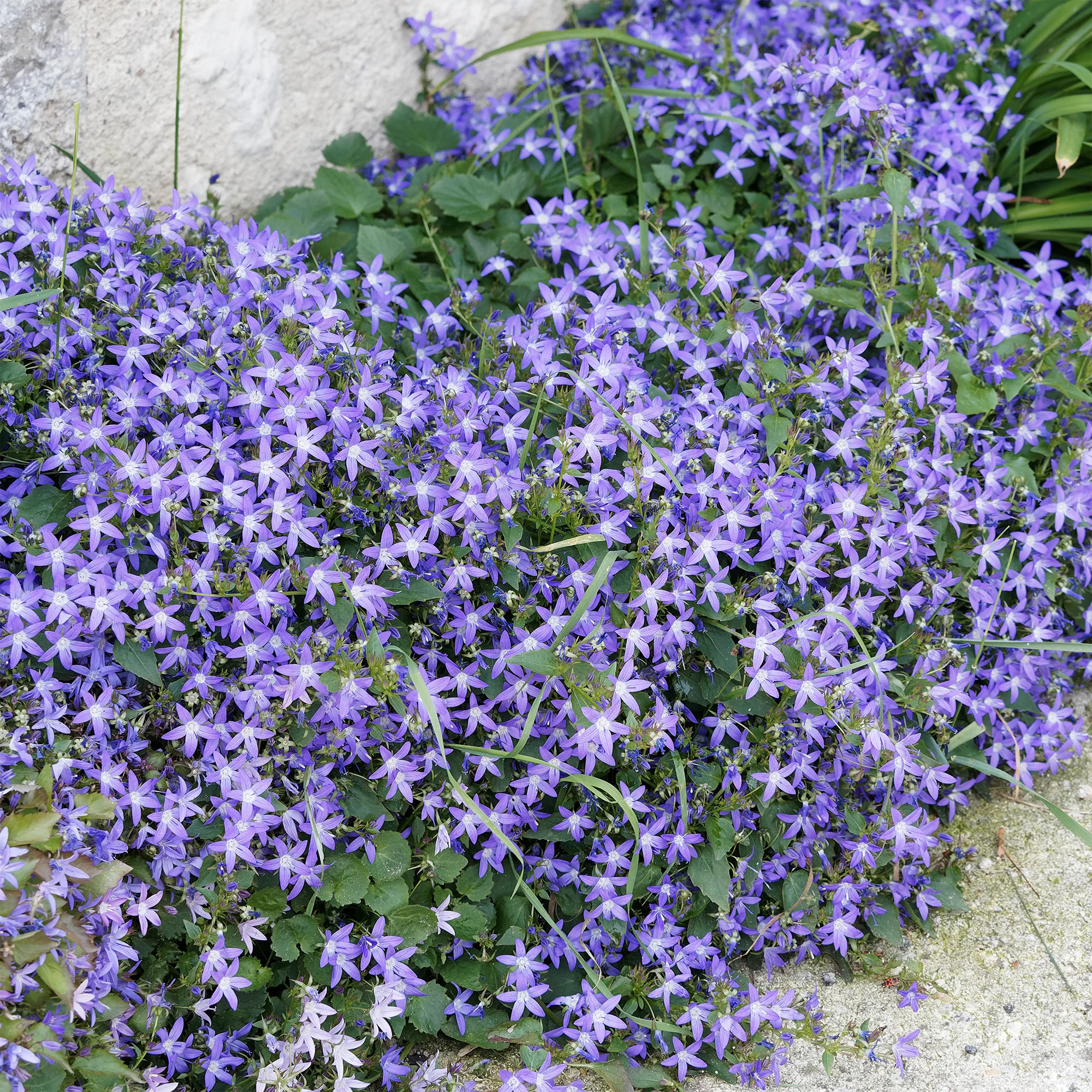 Campanule des murets - Image 2
