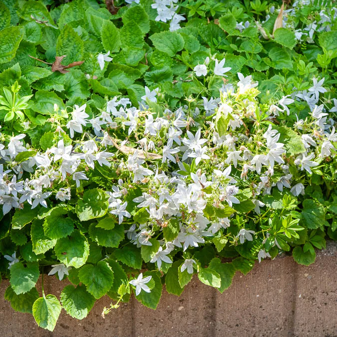 Campanule des murets E.H. Frost