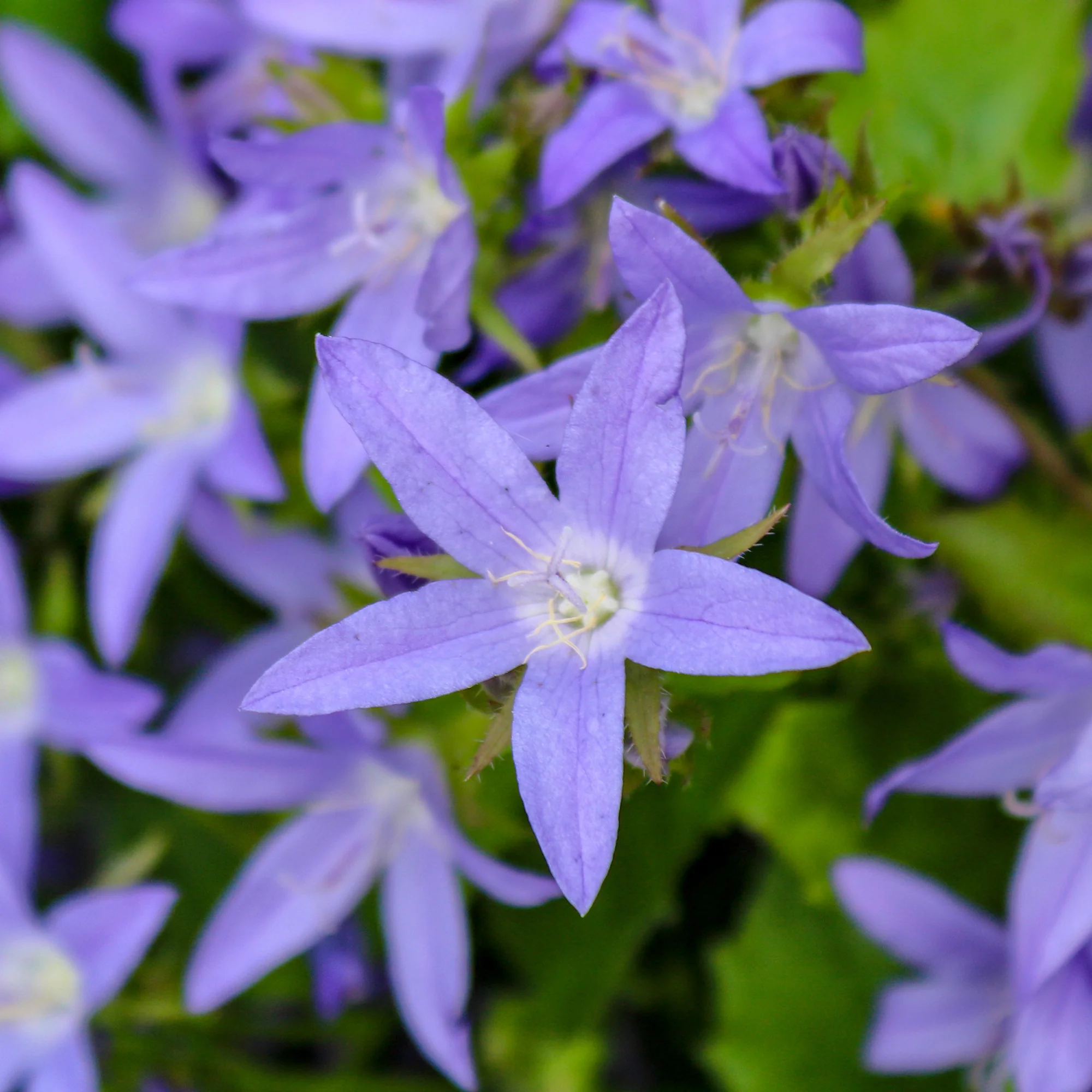 Campanule des murets Stella