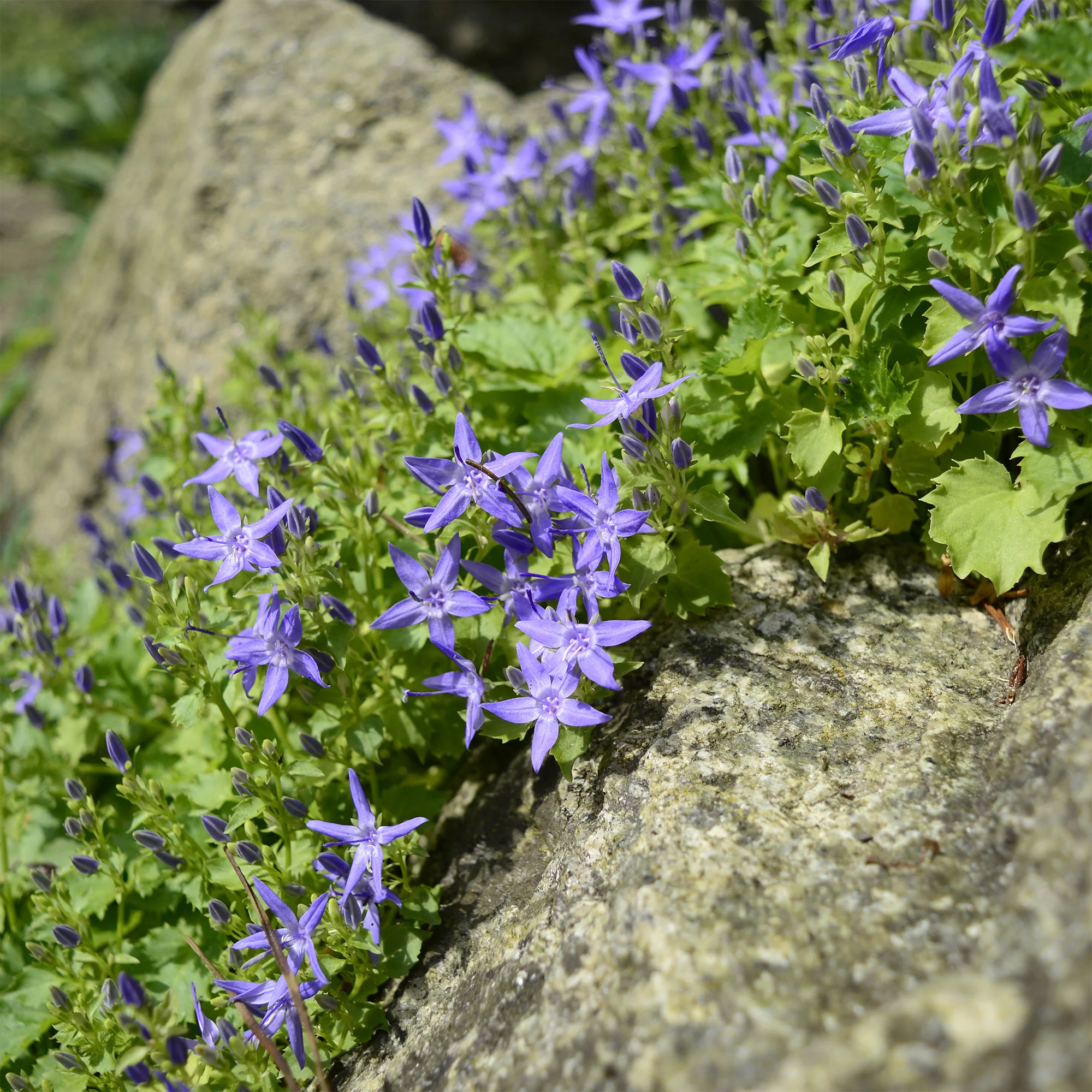 Campanule étoilée - Image 2