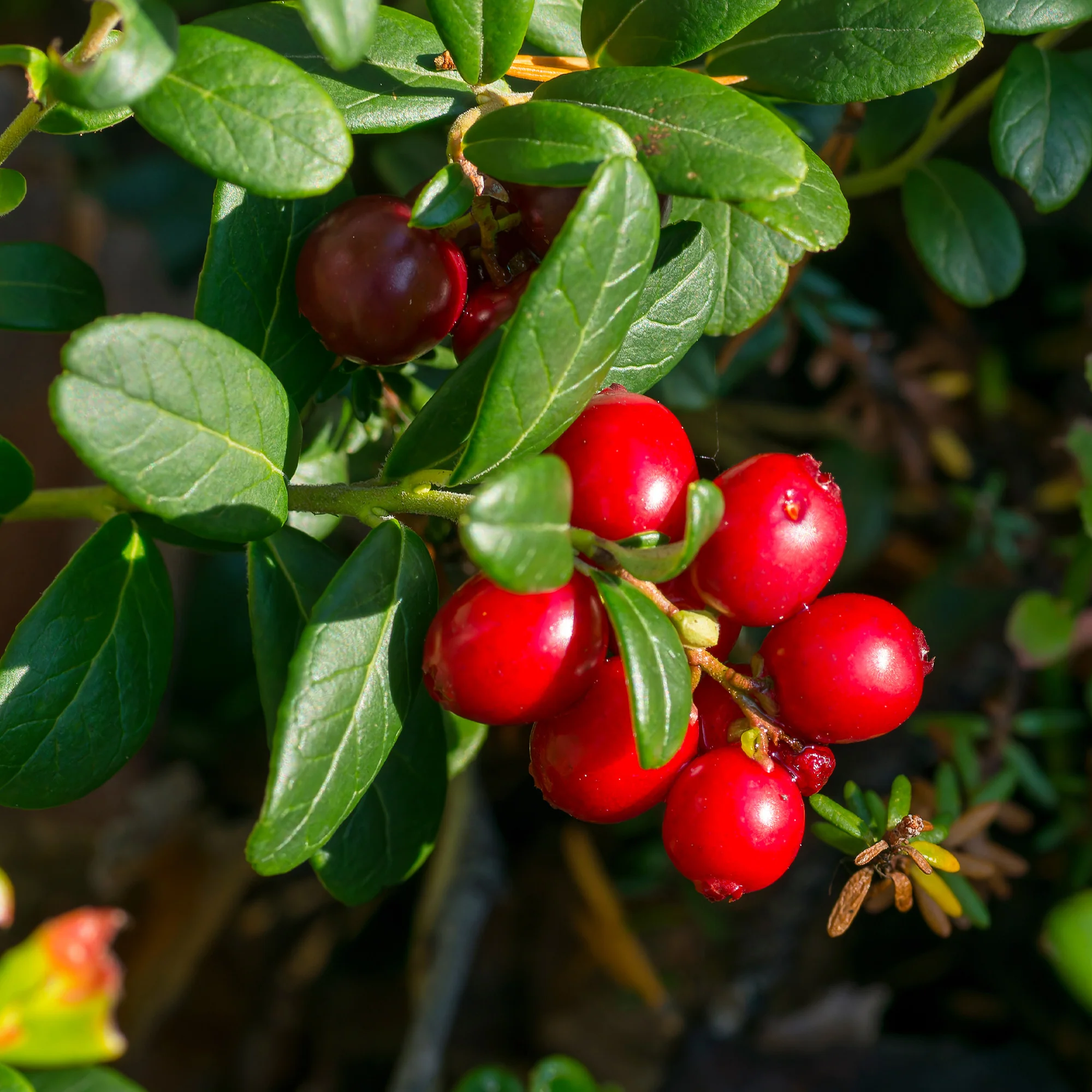 Canneberge - Cranberry - Image 3