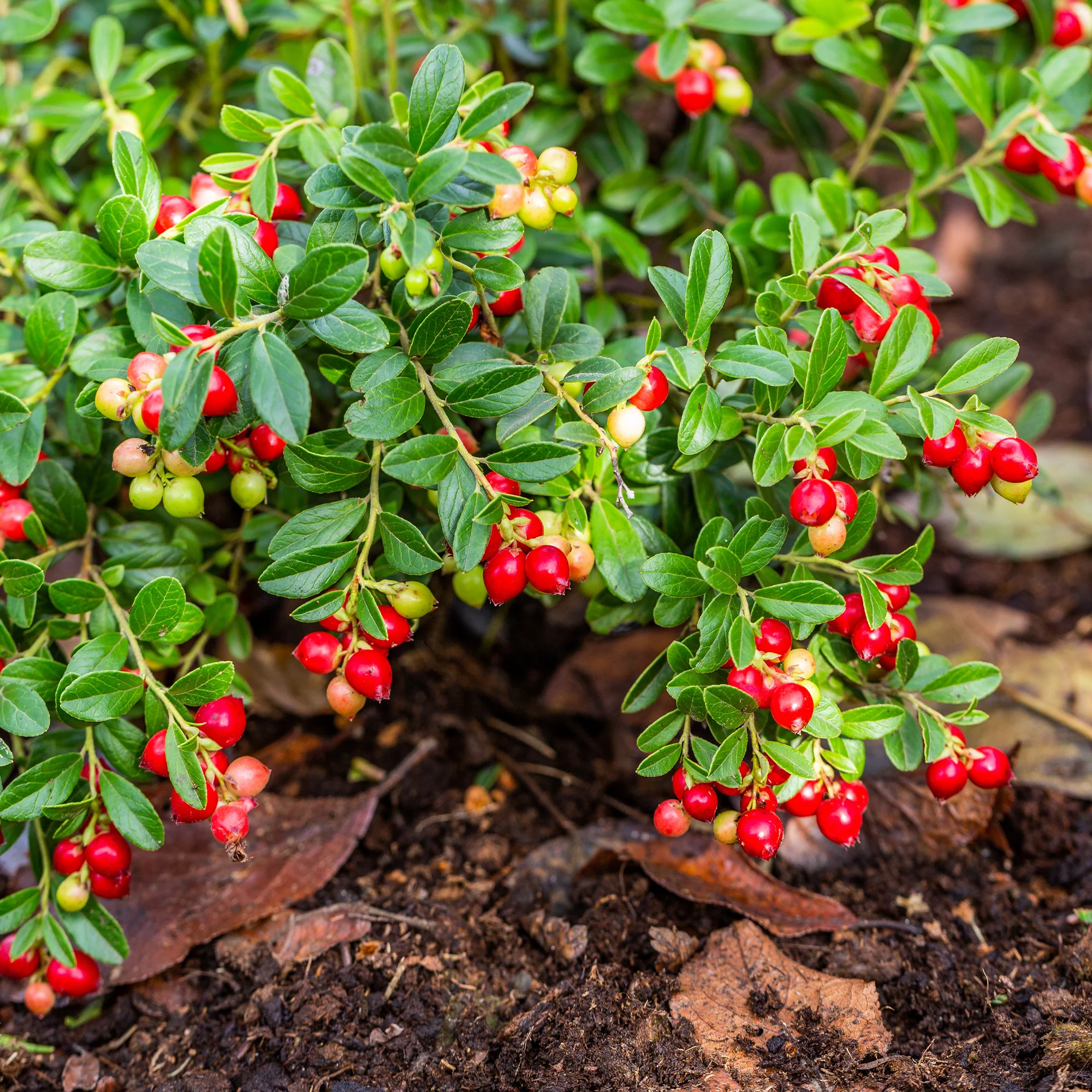 Canneberge - Cranberry - Image 4