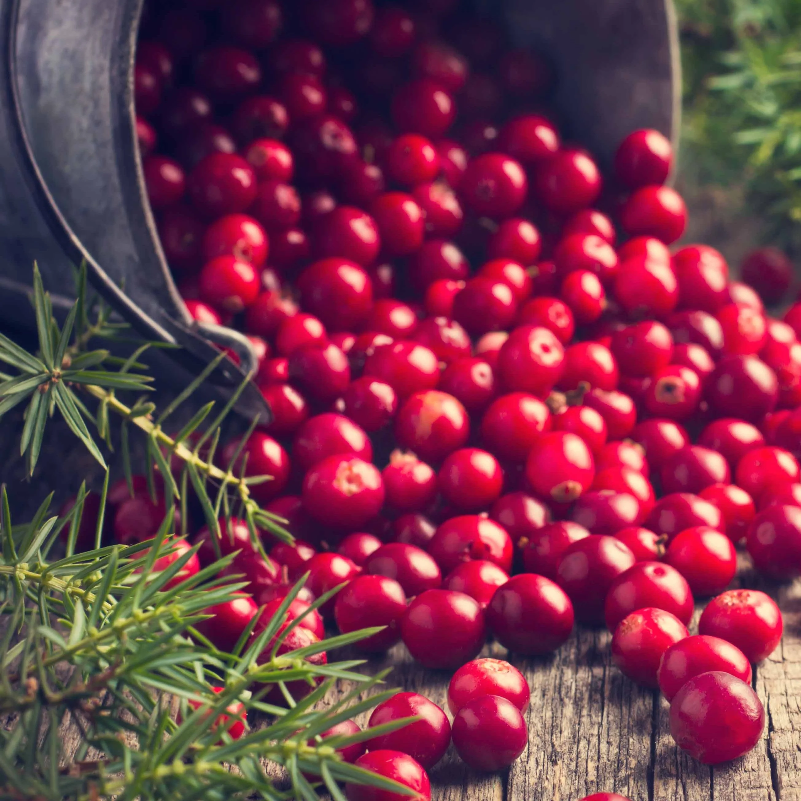 Canneberge - Cranberry - Image 6