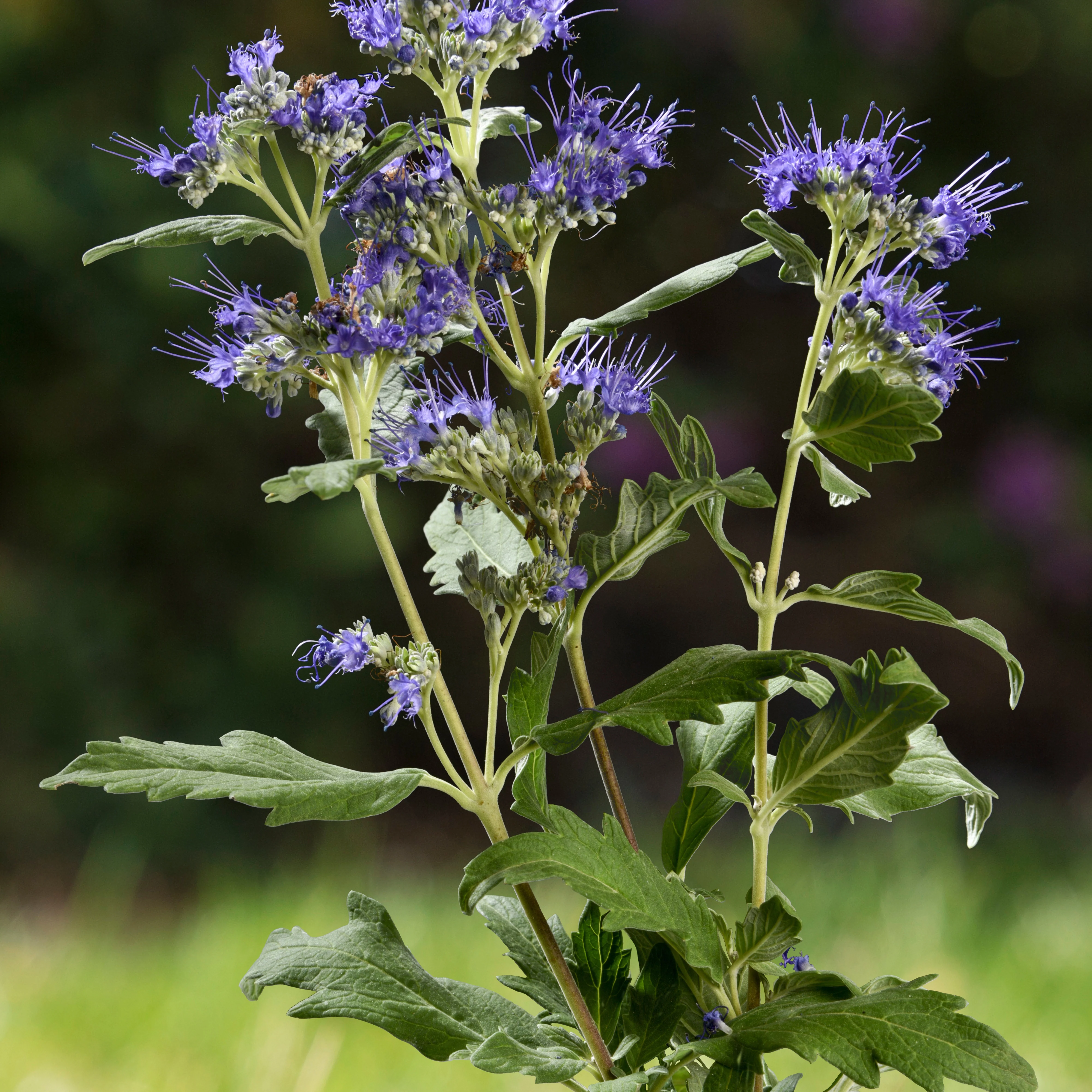 Caryopteris Good as Gold