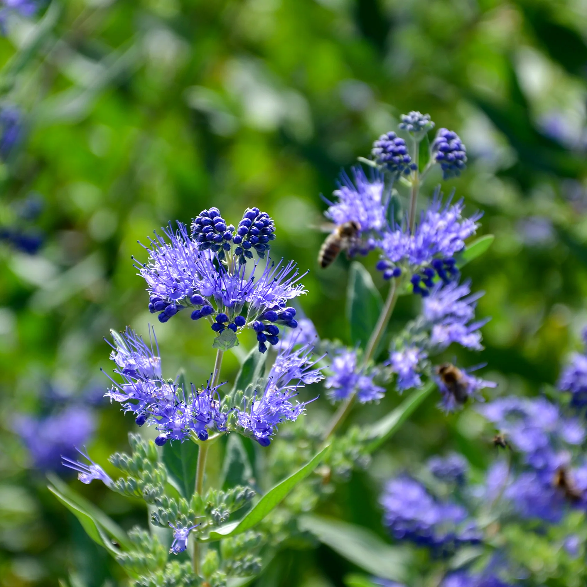 Caryopteris Heavenly Blue - Image 4