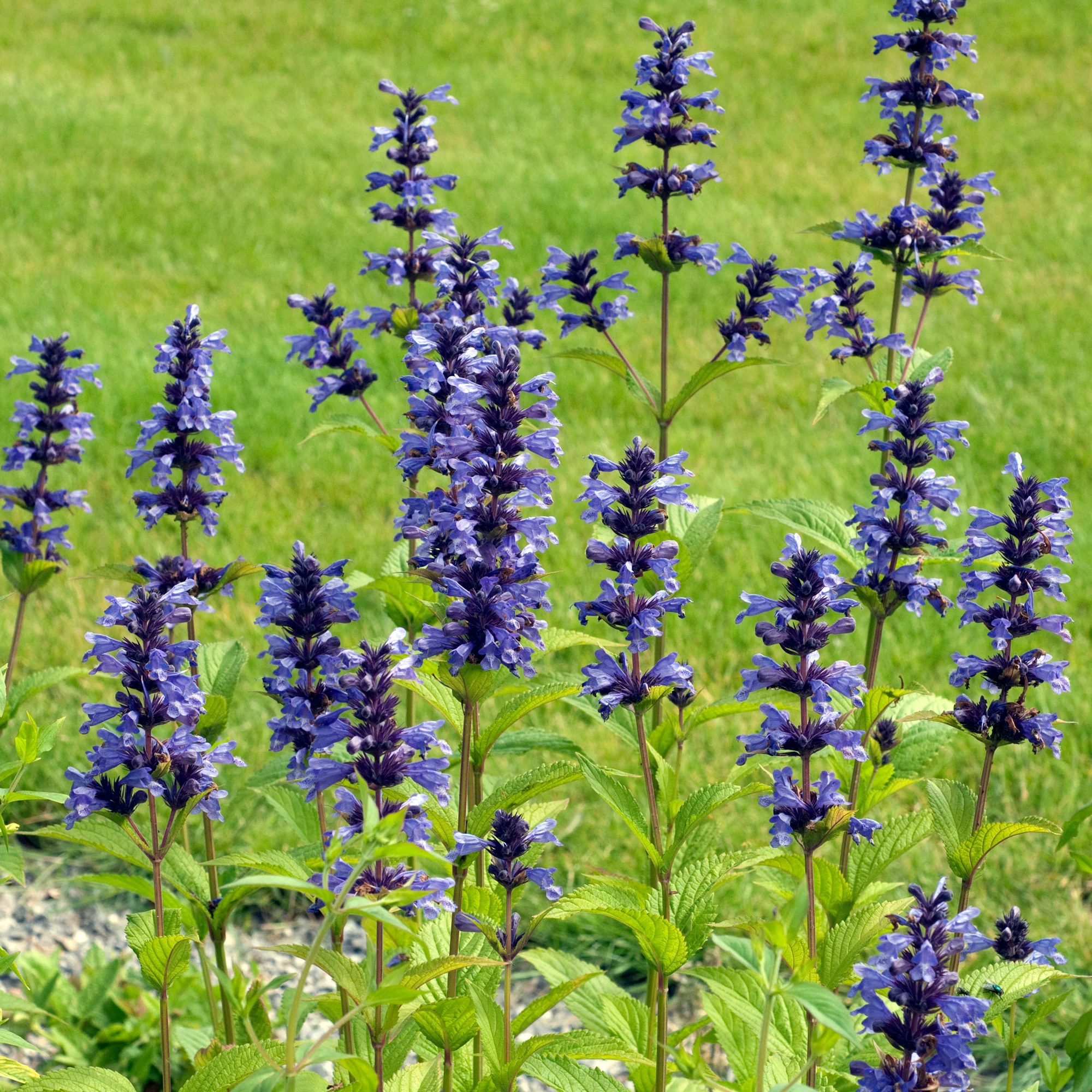 Nepeta kubanica