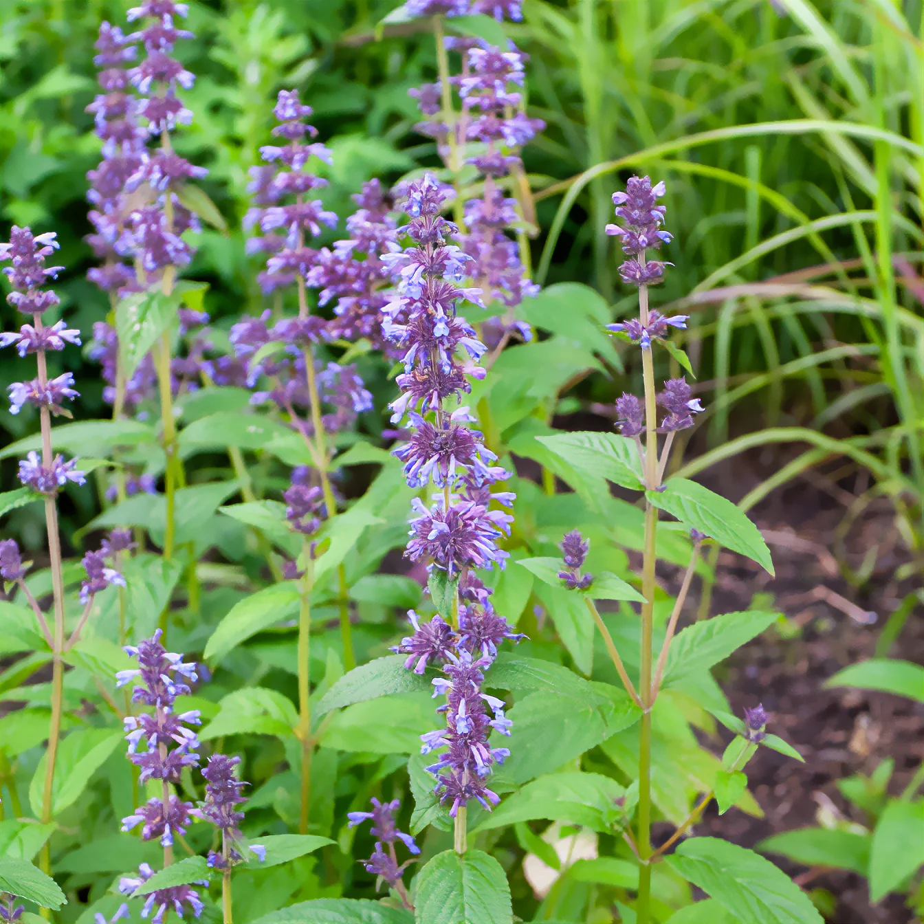 Nepeta kubanica - Image 2