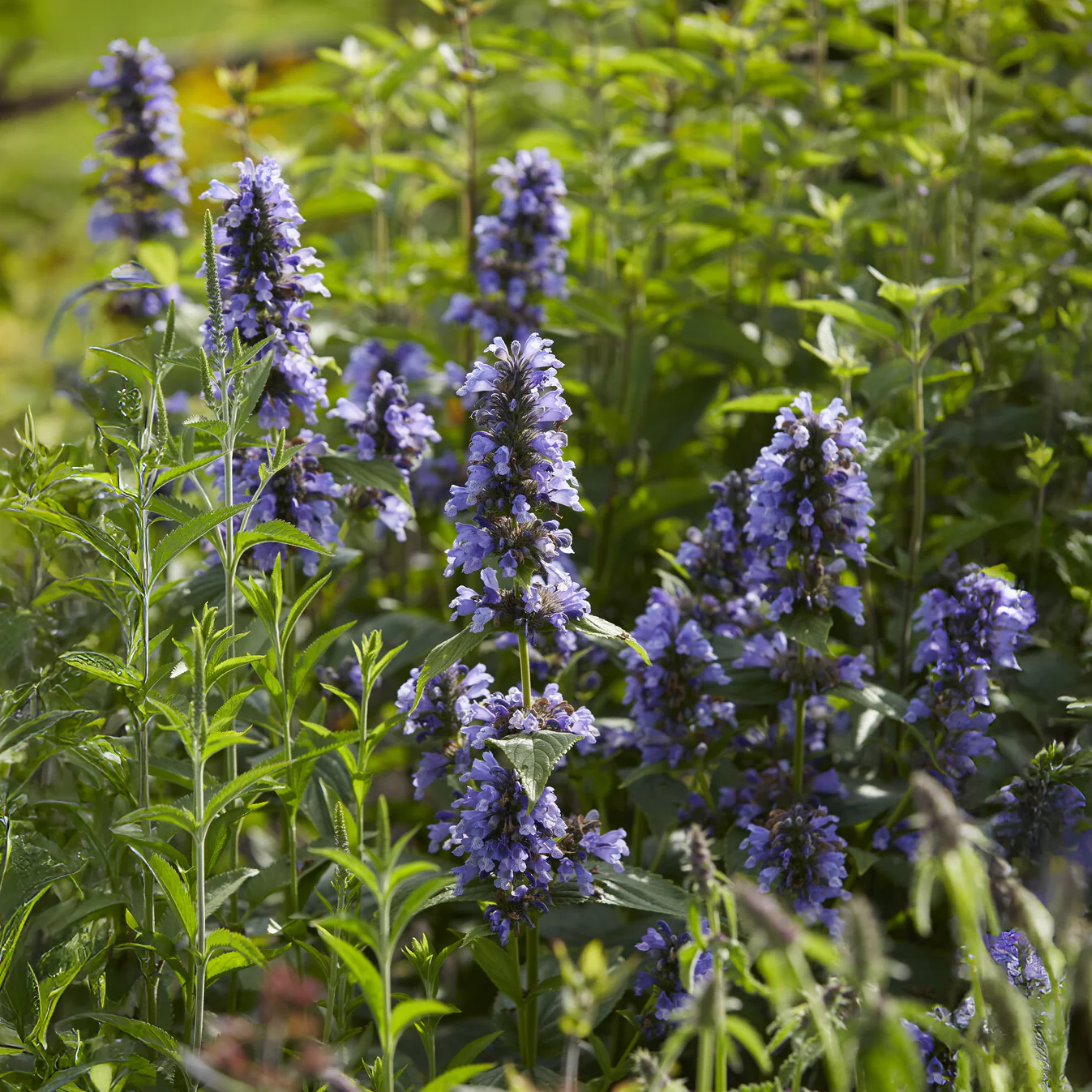 Nepeta kubanica - Image 5