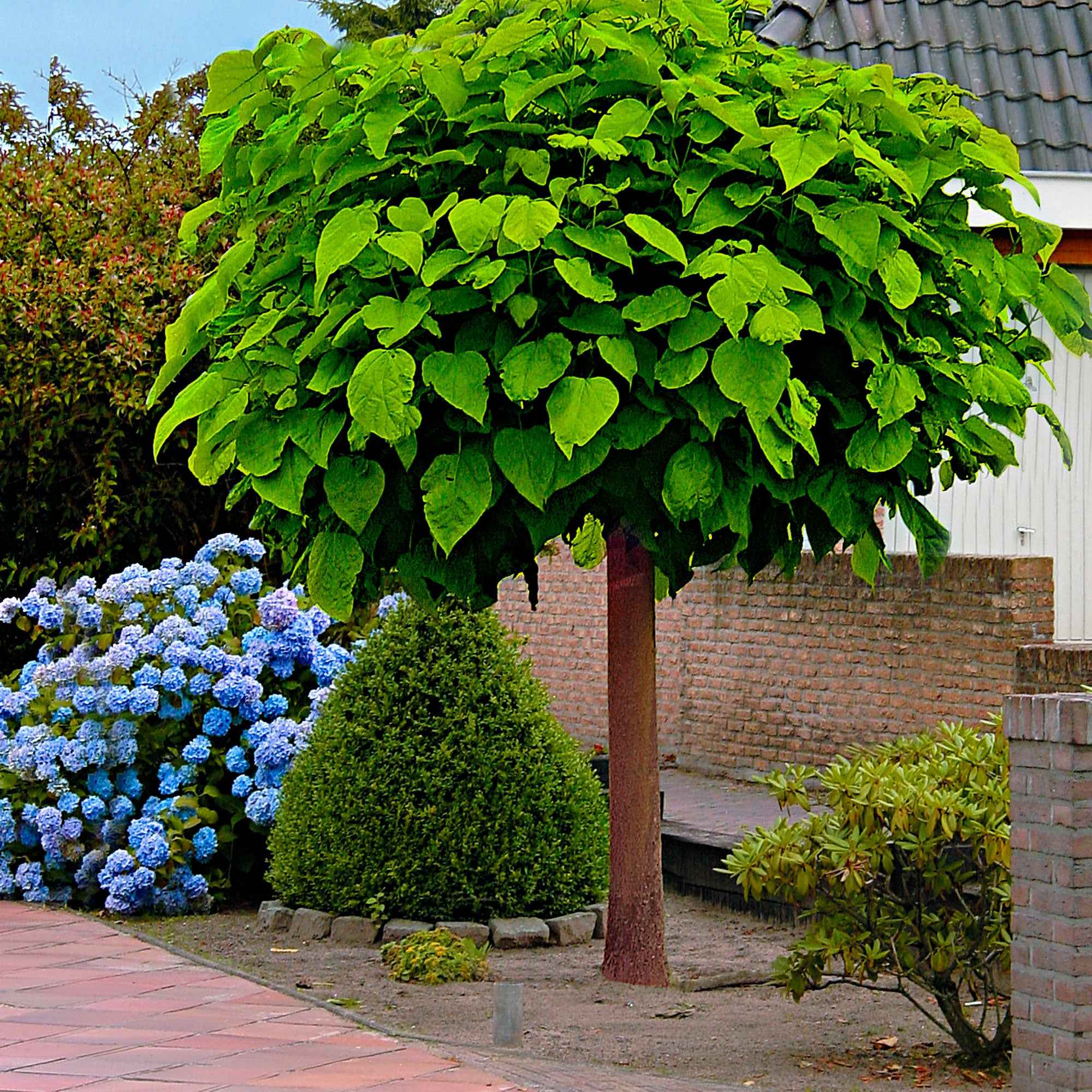 Catalpa Boule - Image 3