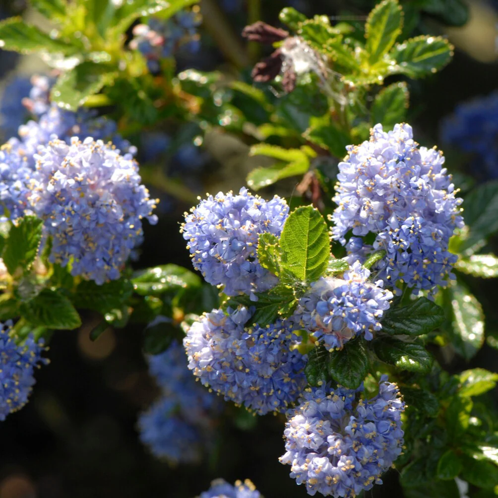 Céanothe Blue Mound sur tige - Image 2