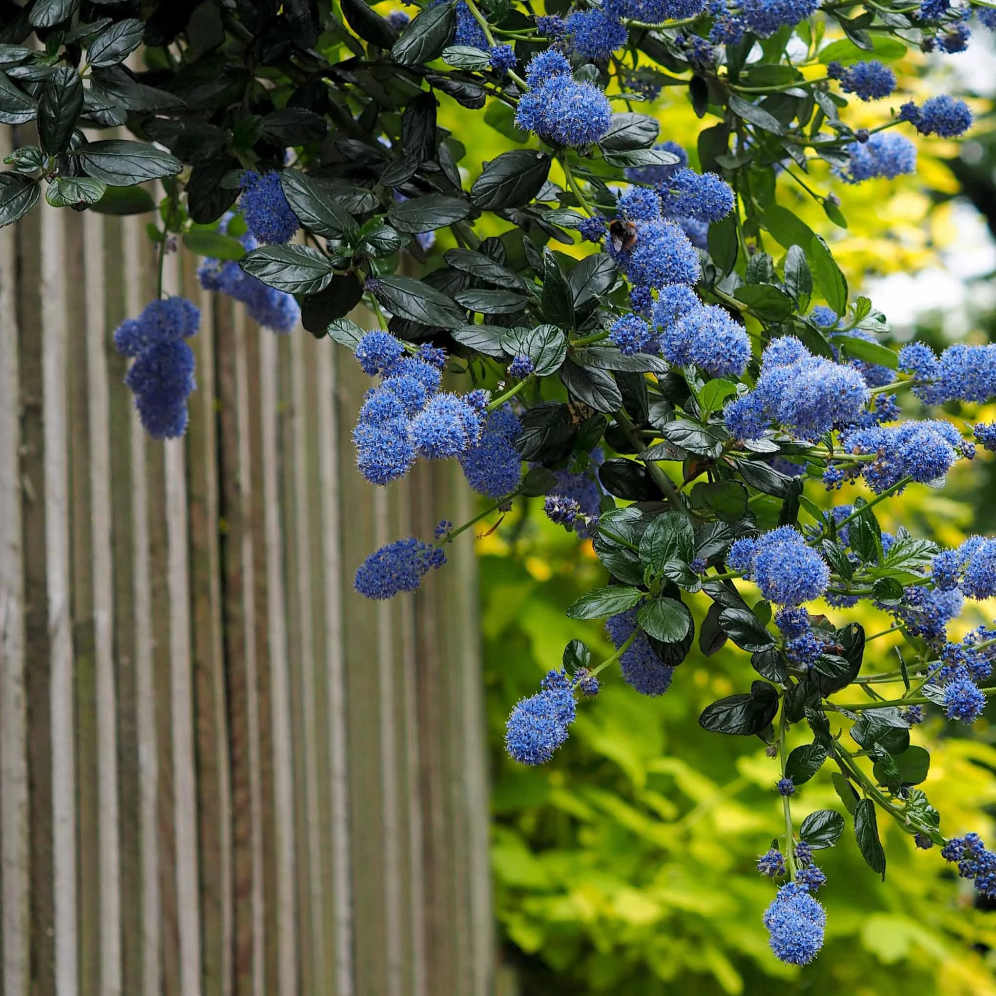 Céanothe Victoria - Lilas de Californie - Image 3