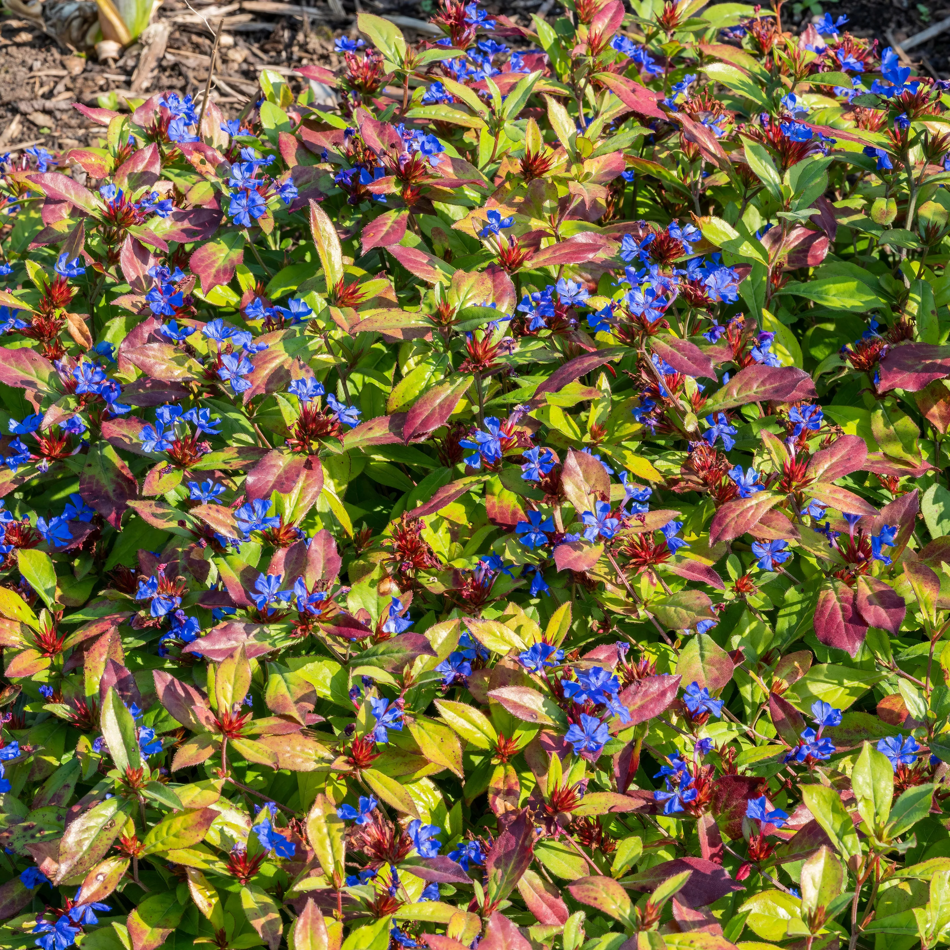 Cerastostigma - Dentelaire bleue - Image 3