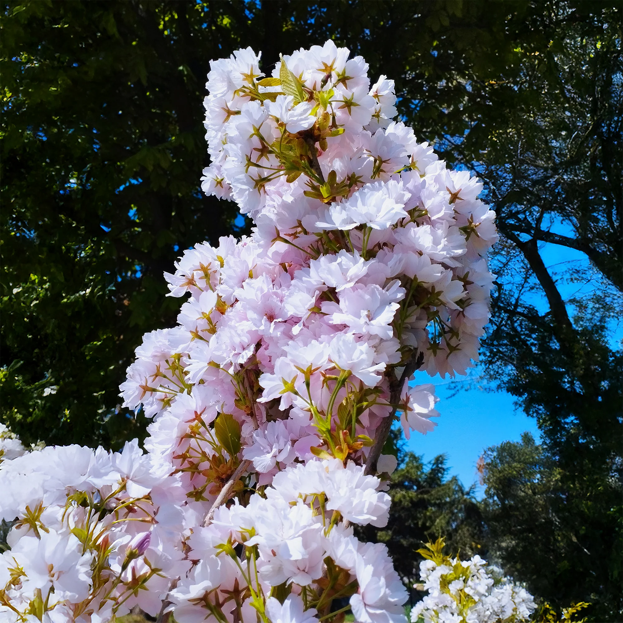 Cerisier à fleurs Amanogawa - Image 3