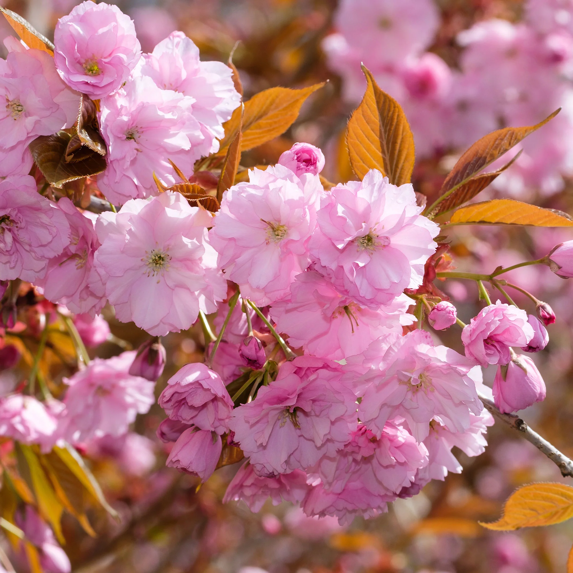 Cerisier à fleurs Kanzan - Image 5