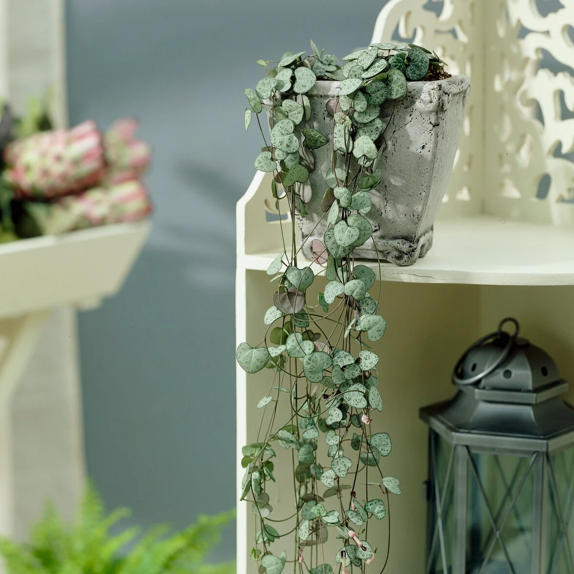 Chaine des coeurs - Image 6
