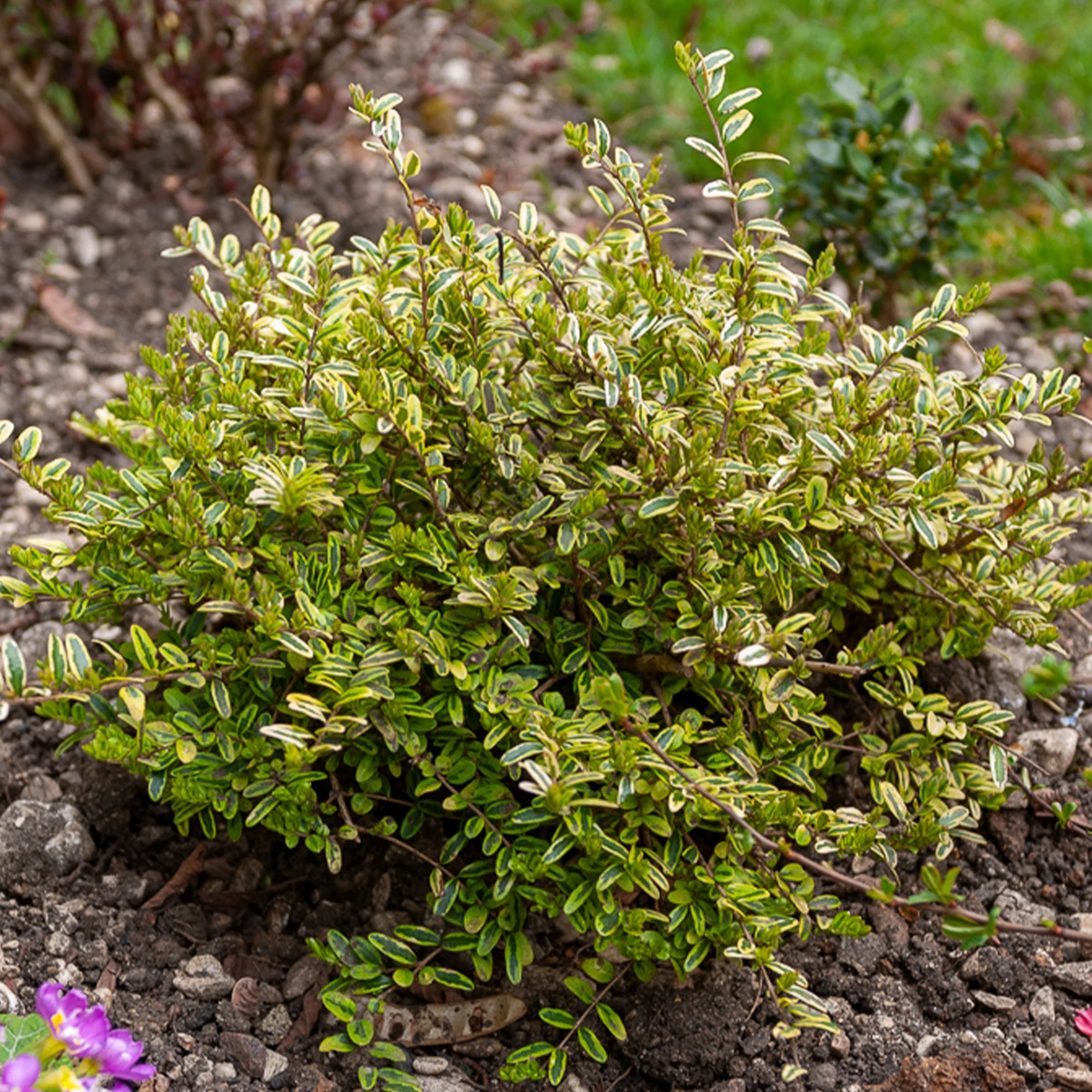 Chèvrefeuille à feuille de buis Lemon Beauty