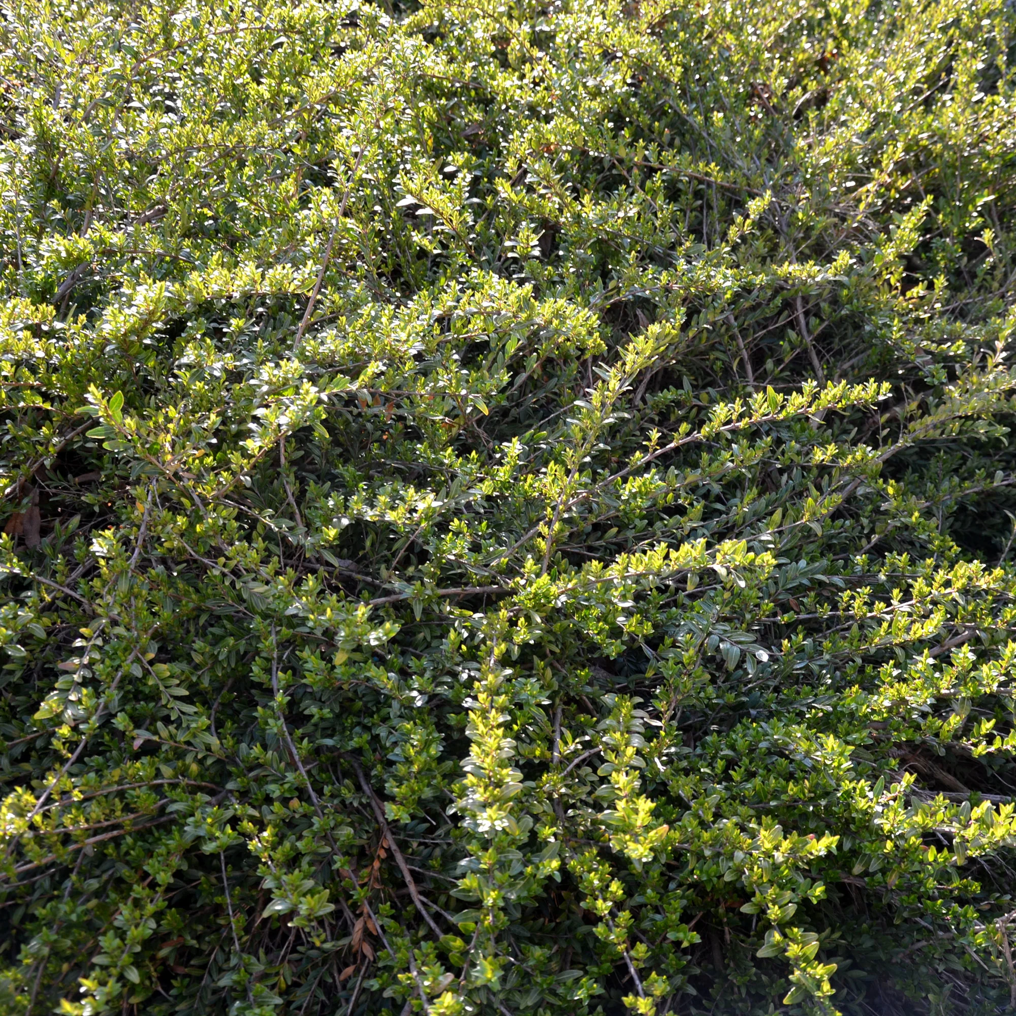 Chèvrefeuille arbustifs MossGreen - Image 3