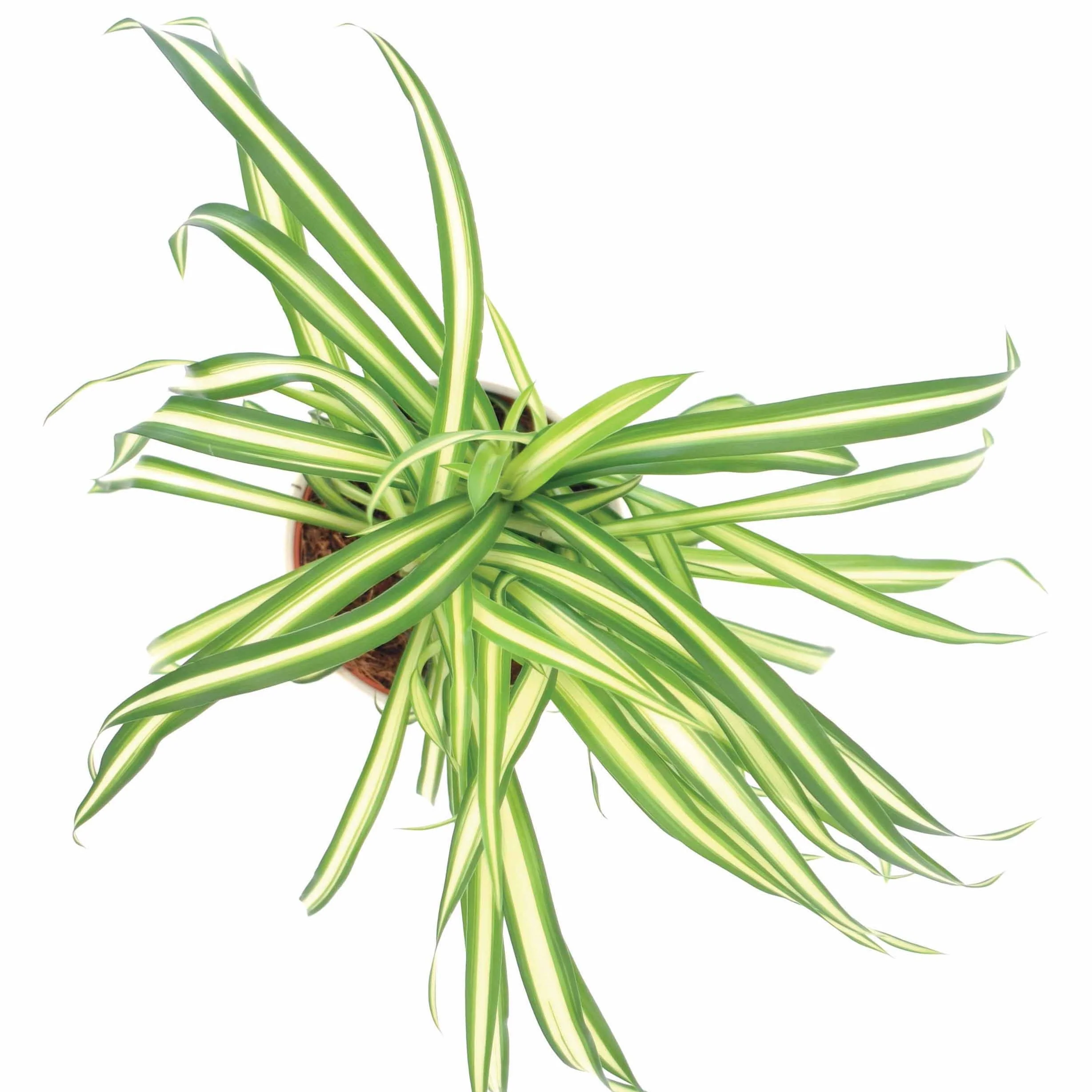 Chlorophytum Atlantic - Image 2