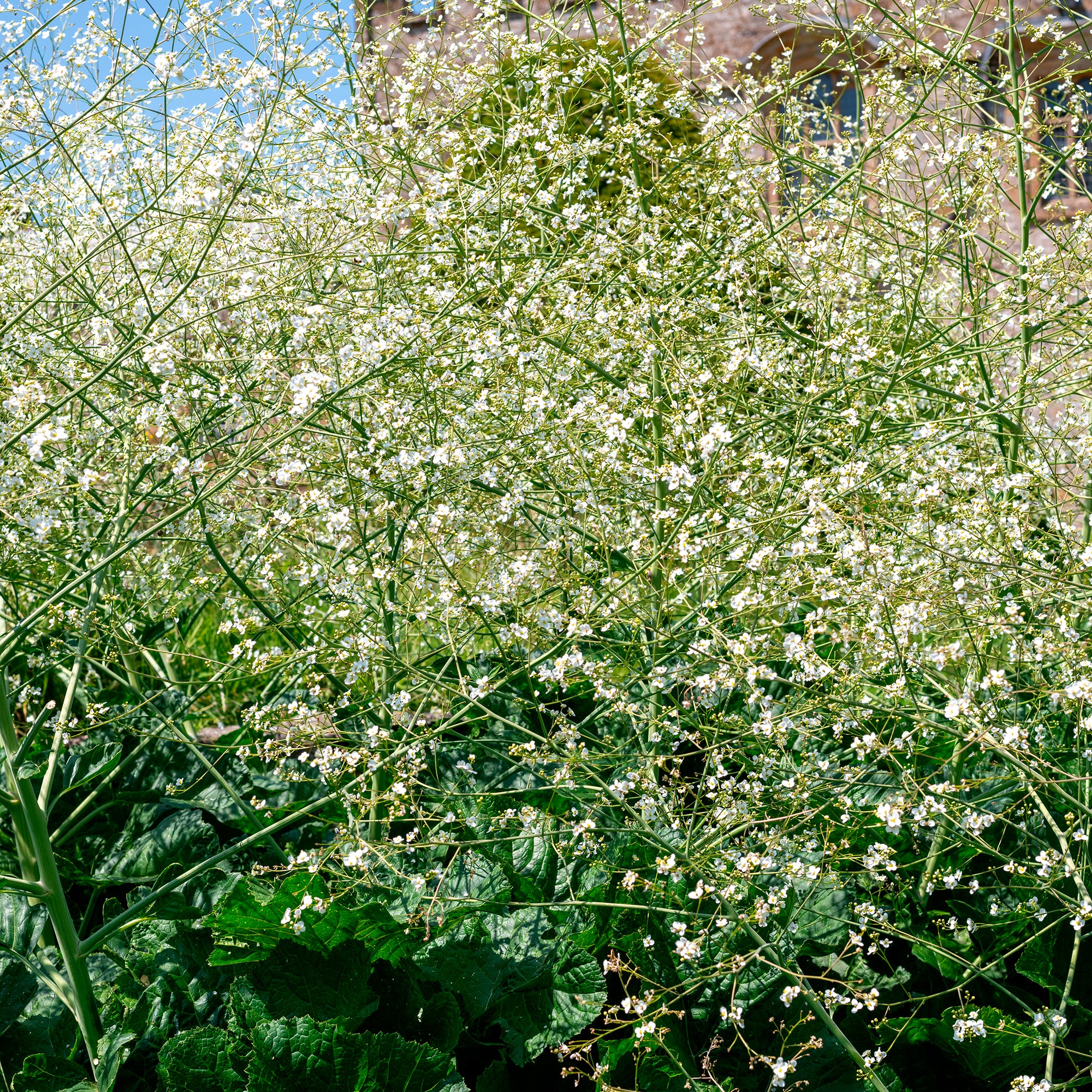 Chou nuage blanc - Crambe - Image 3