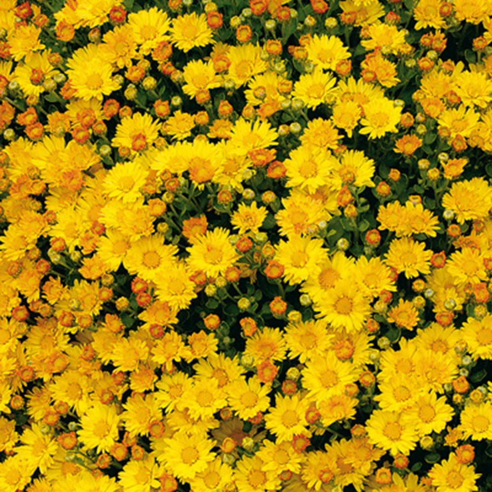Chrysanthème du Pacifique Bengo Gold - Image 2
