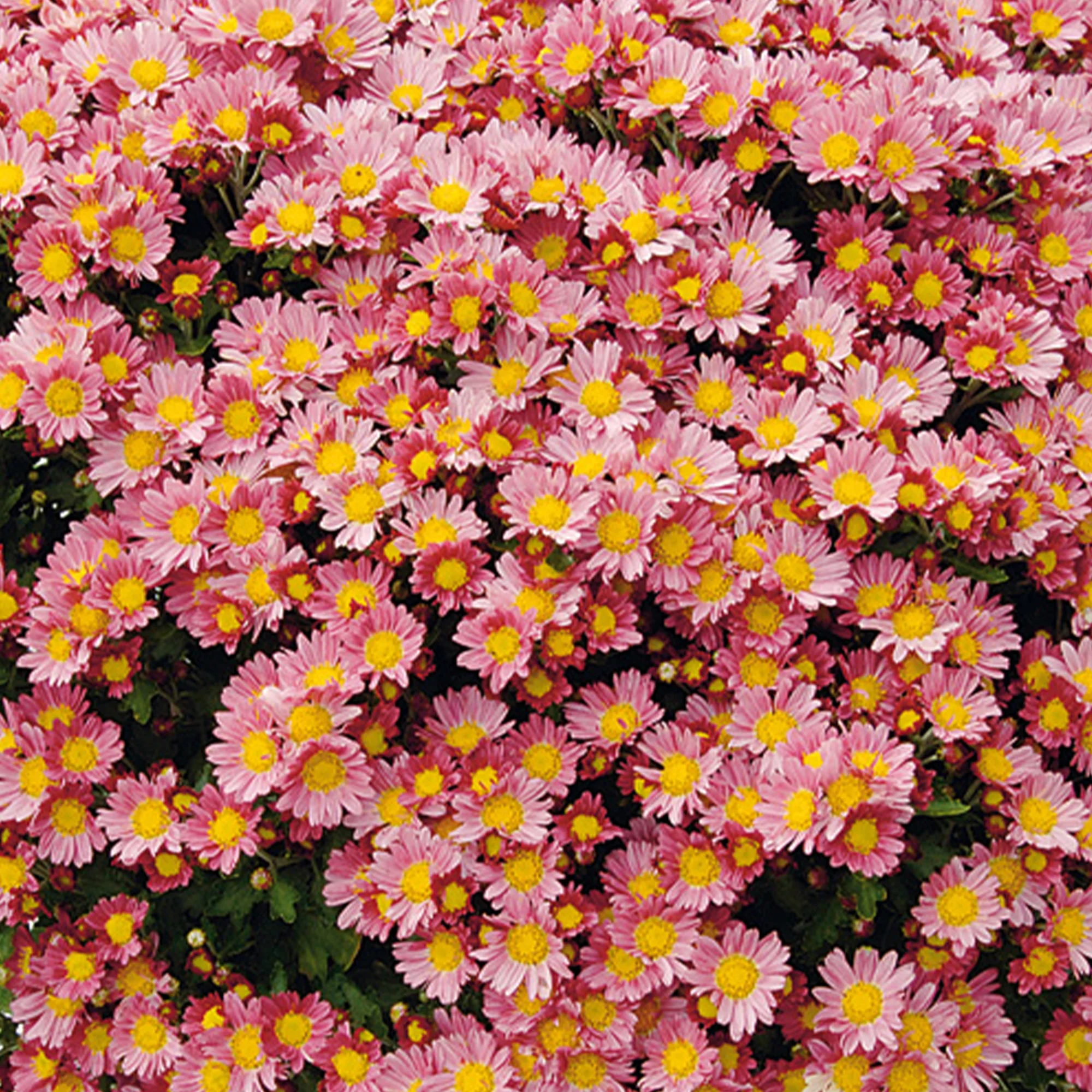 Chrysanthème du Pacifique Bengo Rosa - Image 2