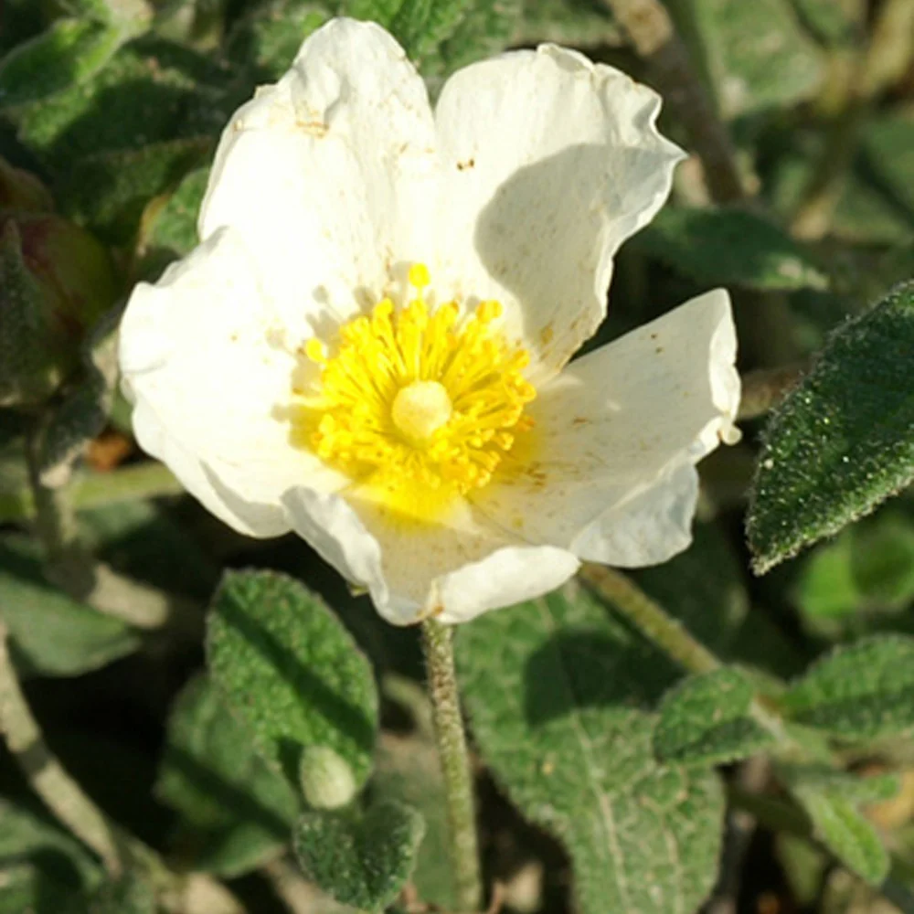 Ciste obtusifolius - Image 2
