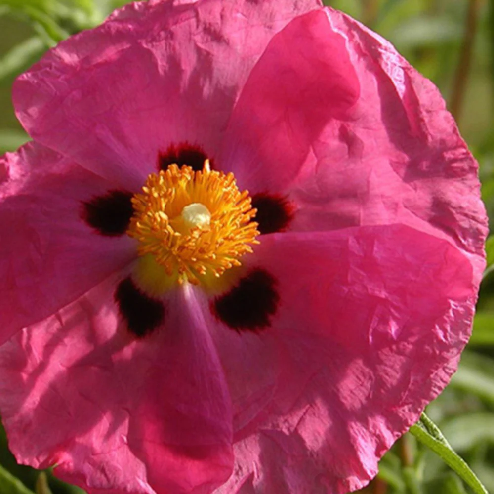 Ciste pourpre - Image 4